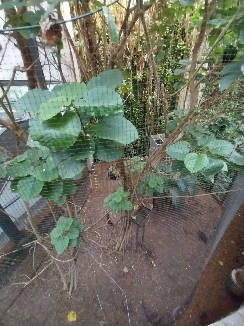 Afrykarium - Congo rainforest exhibit - Congo peafowl aviary