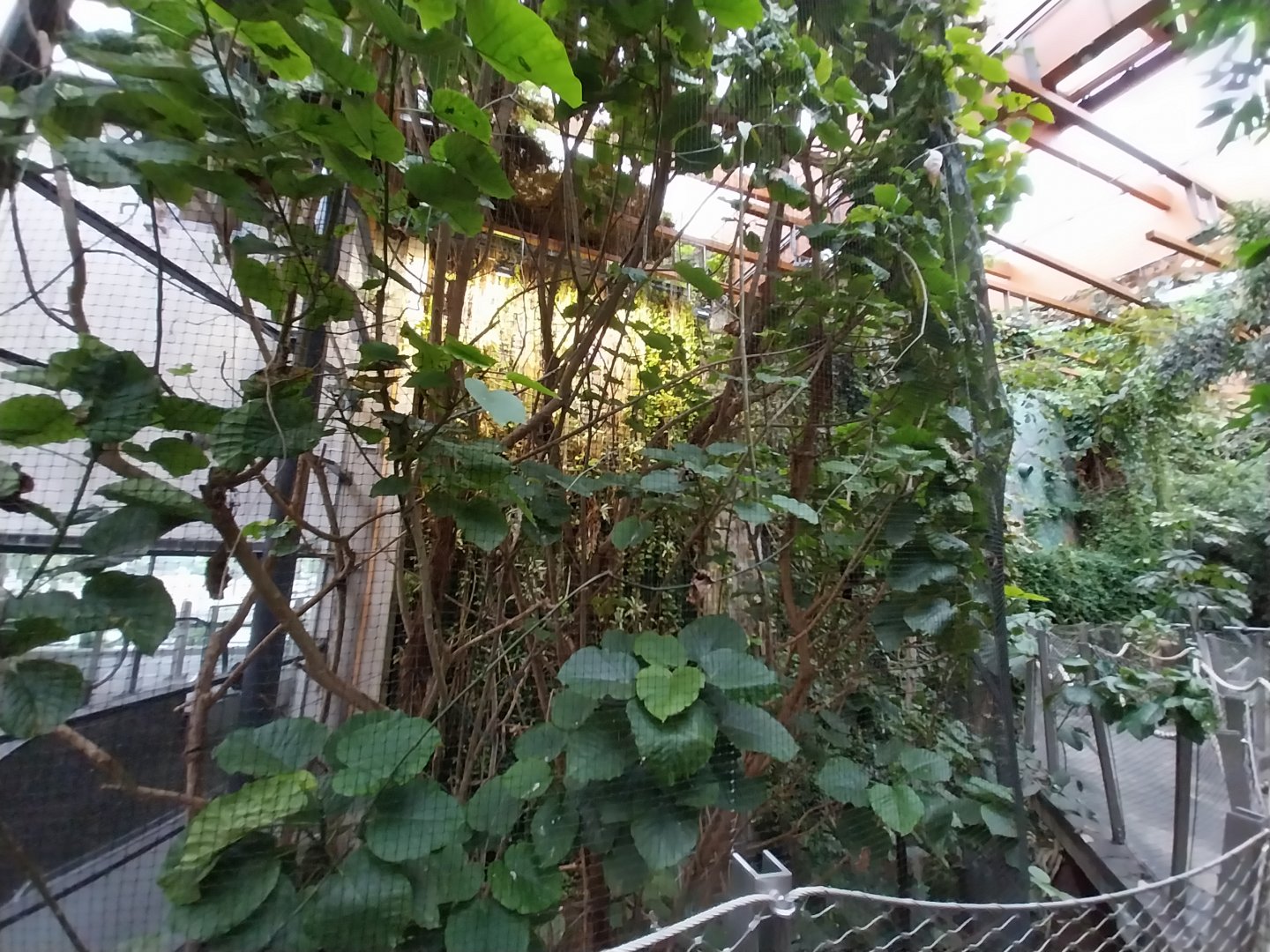 Afrykarium - Congo rainforest exhibit - Congo peafowl aviary