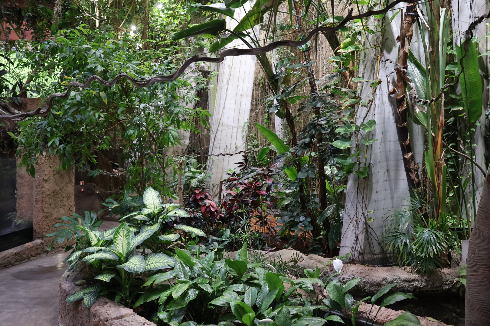 Afrykarium - Congo Rainforest exhibit - Forest floor
