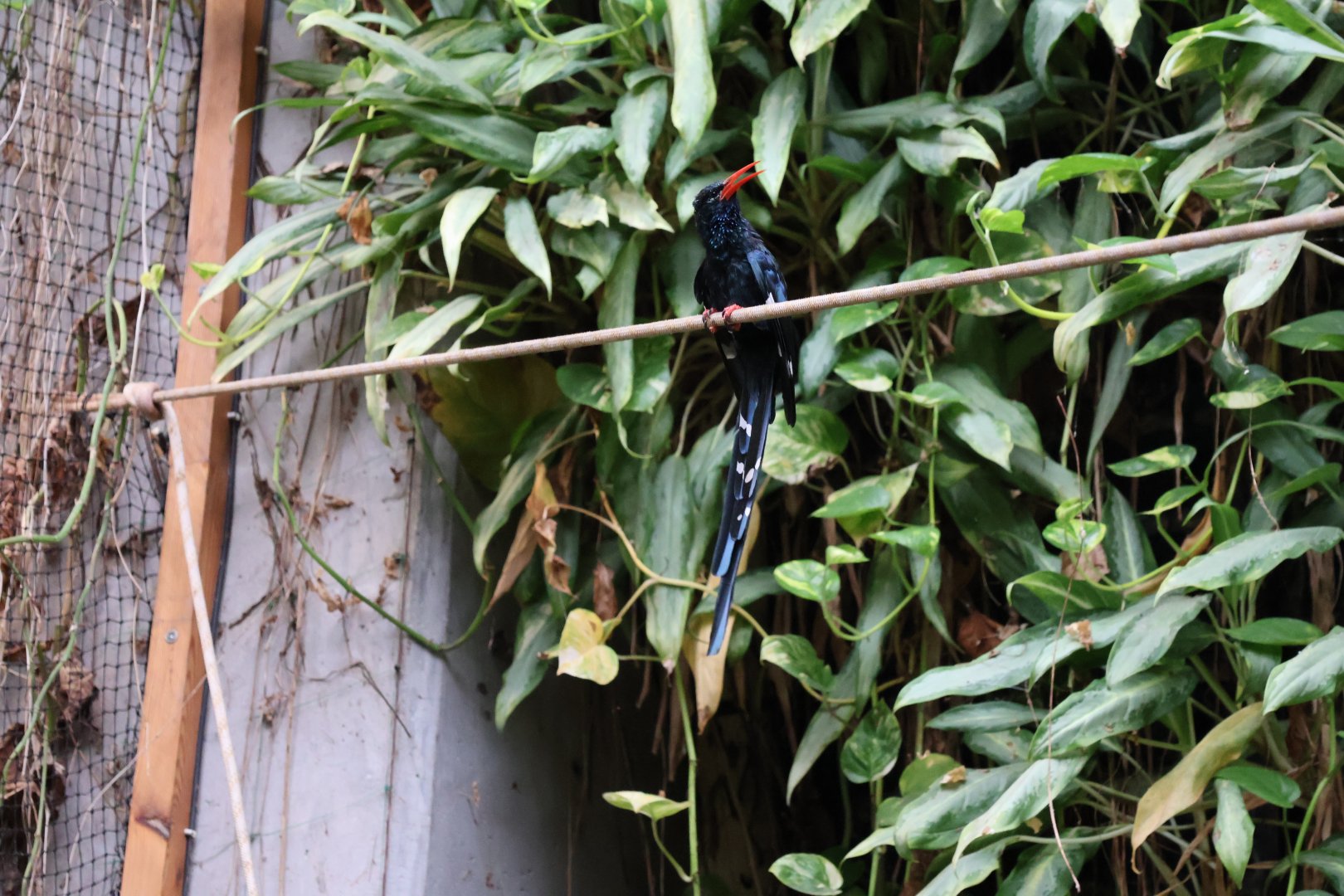 Afrykarium - Congo rainforest exhibit - Green wood hoopoe (Phoeniculus purpureus)