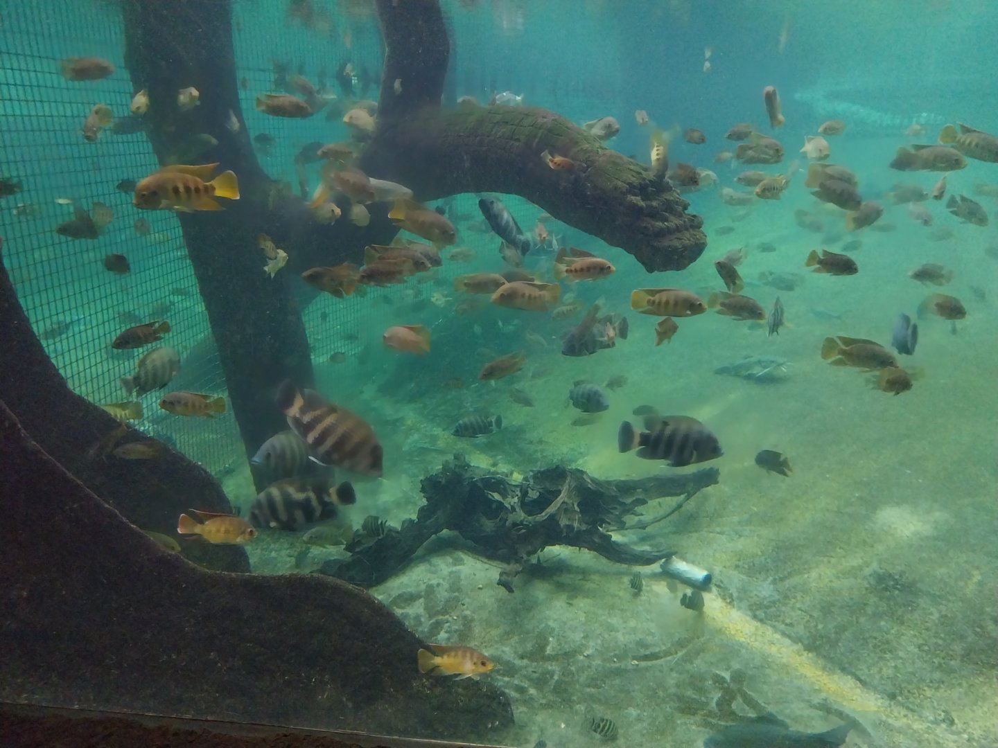 Afrykarium - Congo Rainforest exhibit - Nile crocodile - Cichlids