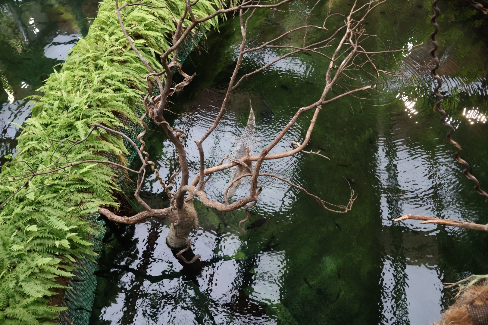 Afrykarium - Congo rainforest exhibit - Nile crocodile (Crocodylus niloticus)