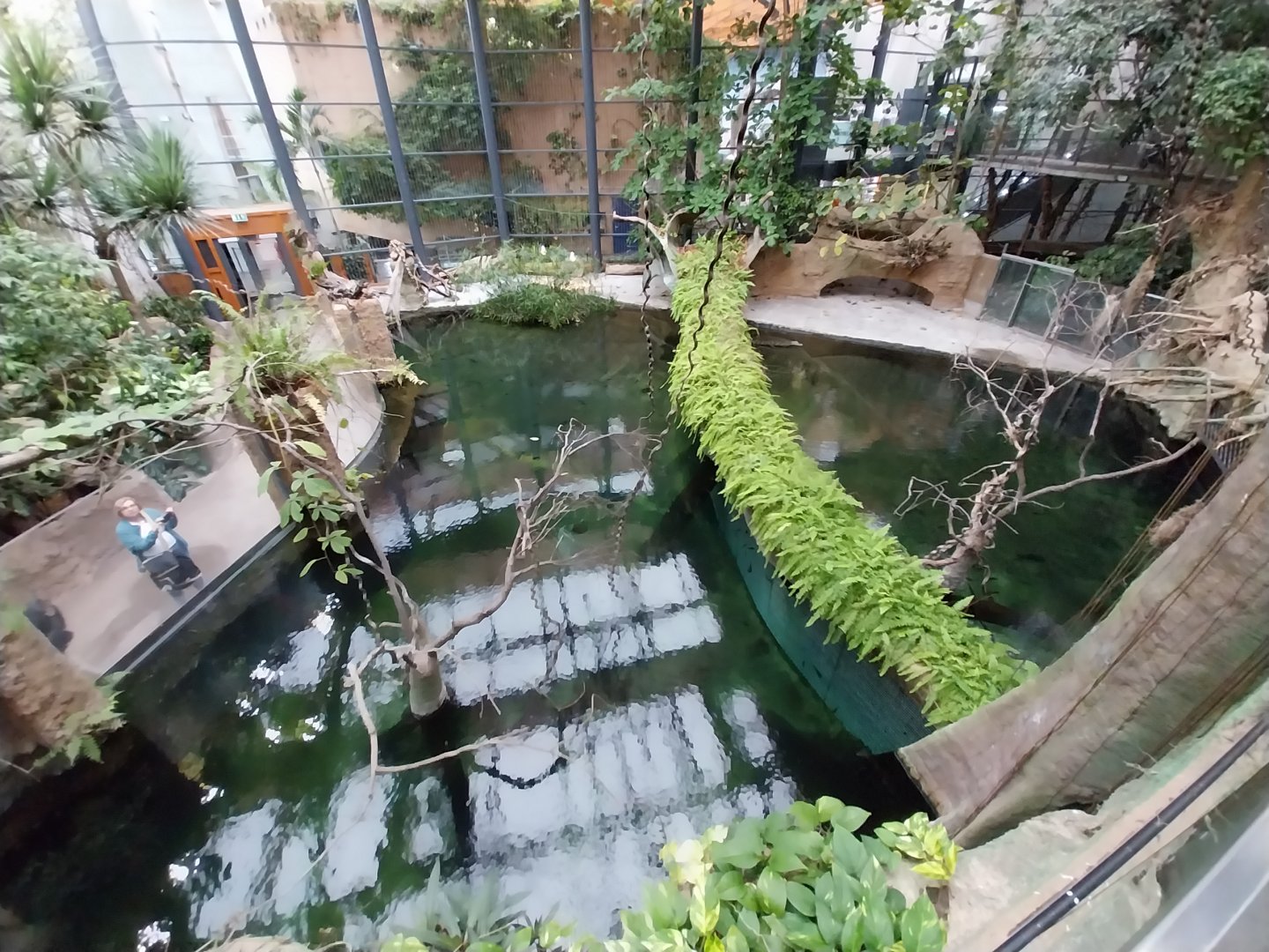 Afrykarium - Congo rainforest exhibit - Nile crocodile enclosures
