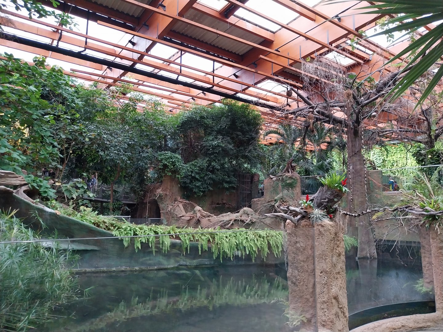 Afrykarium - Congo Rainforest exhibit - Nile crocodile