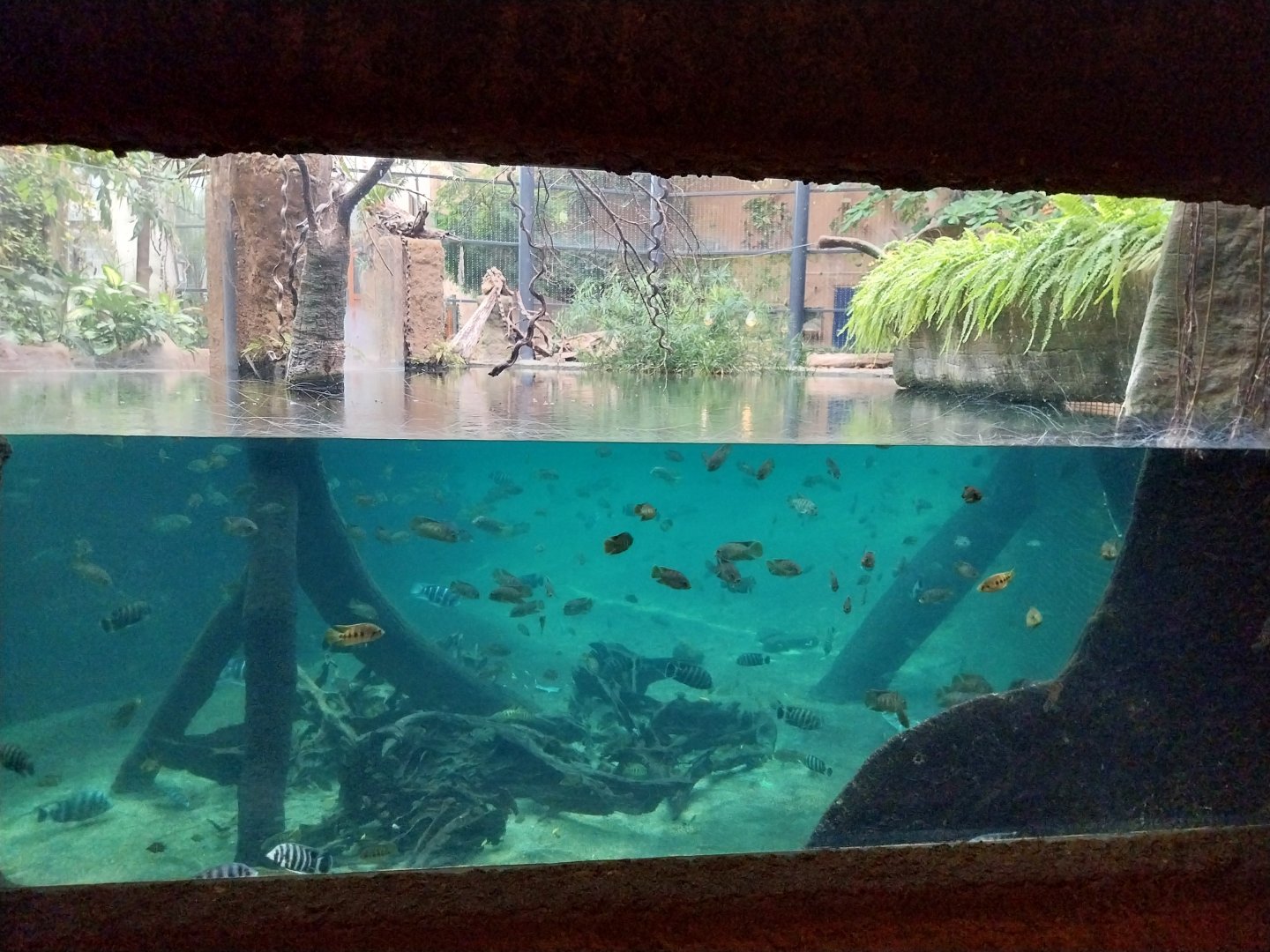 Afrykarium - Congo Rainforest exhibit - Nile crocodile