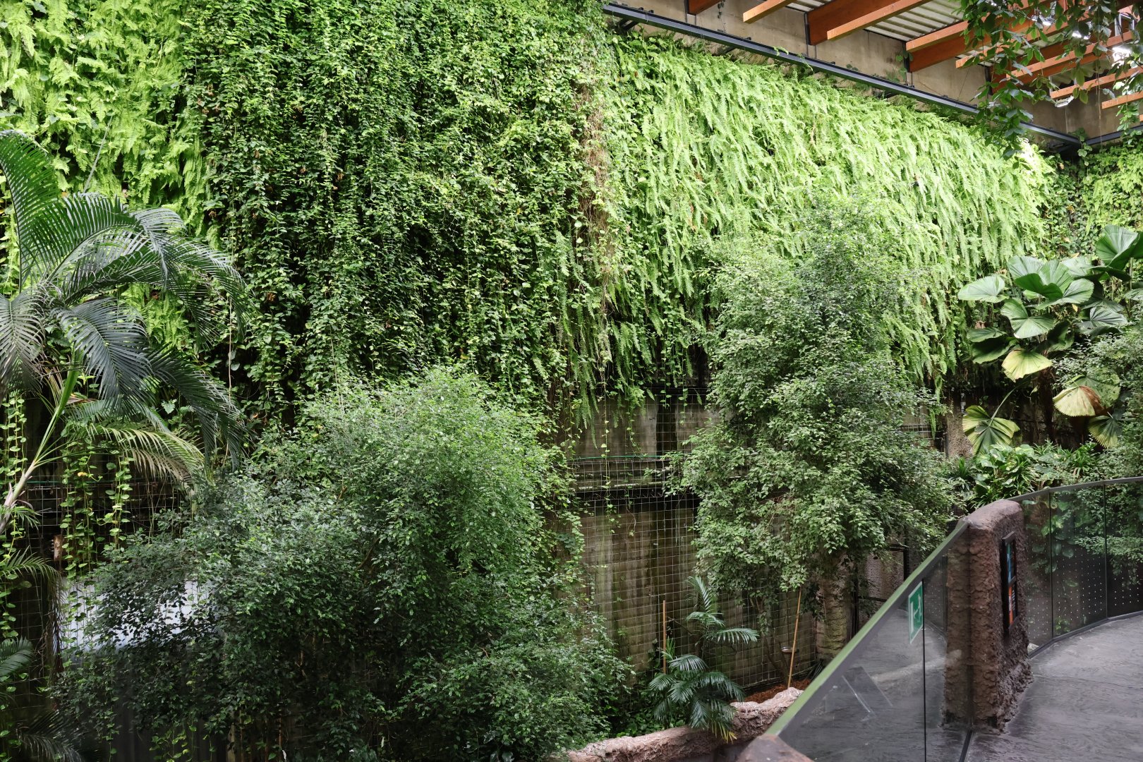 Afrykarium - Congo rainforest exhibit - The green wall