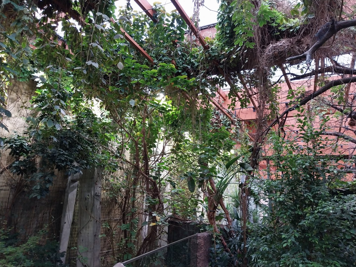 Afrykarium - Congo rainforest exhibit