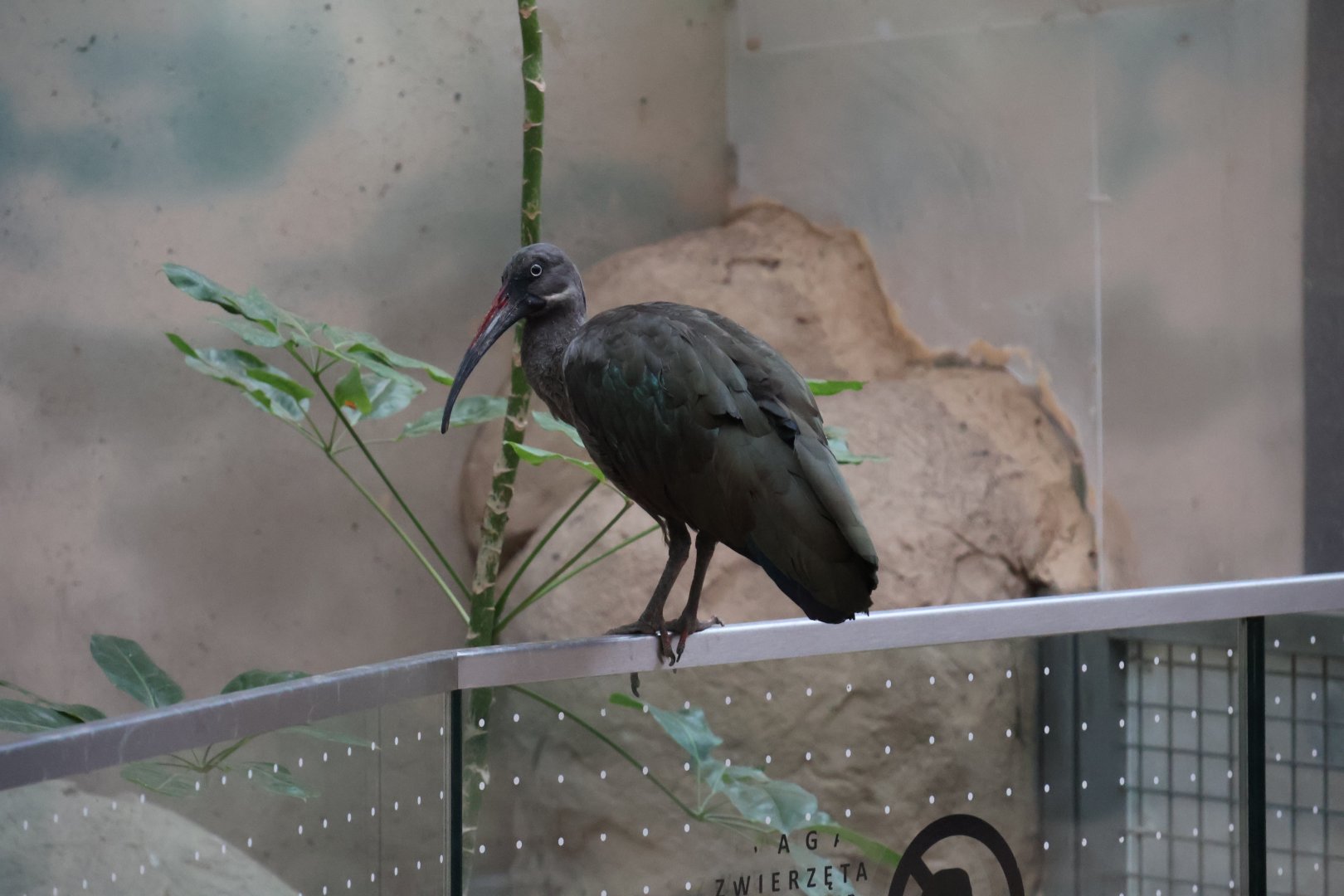 Afrykarium - Hadada ibis (Bostrychia hagedash)