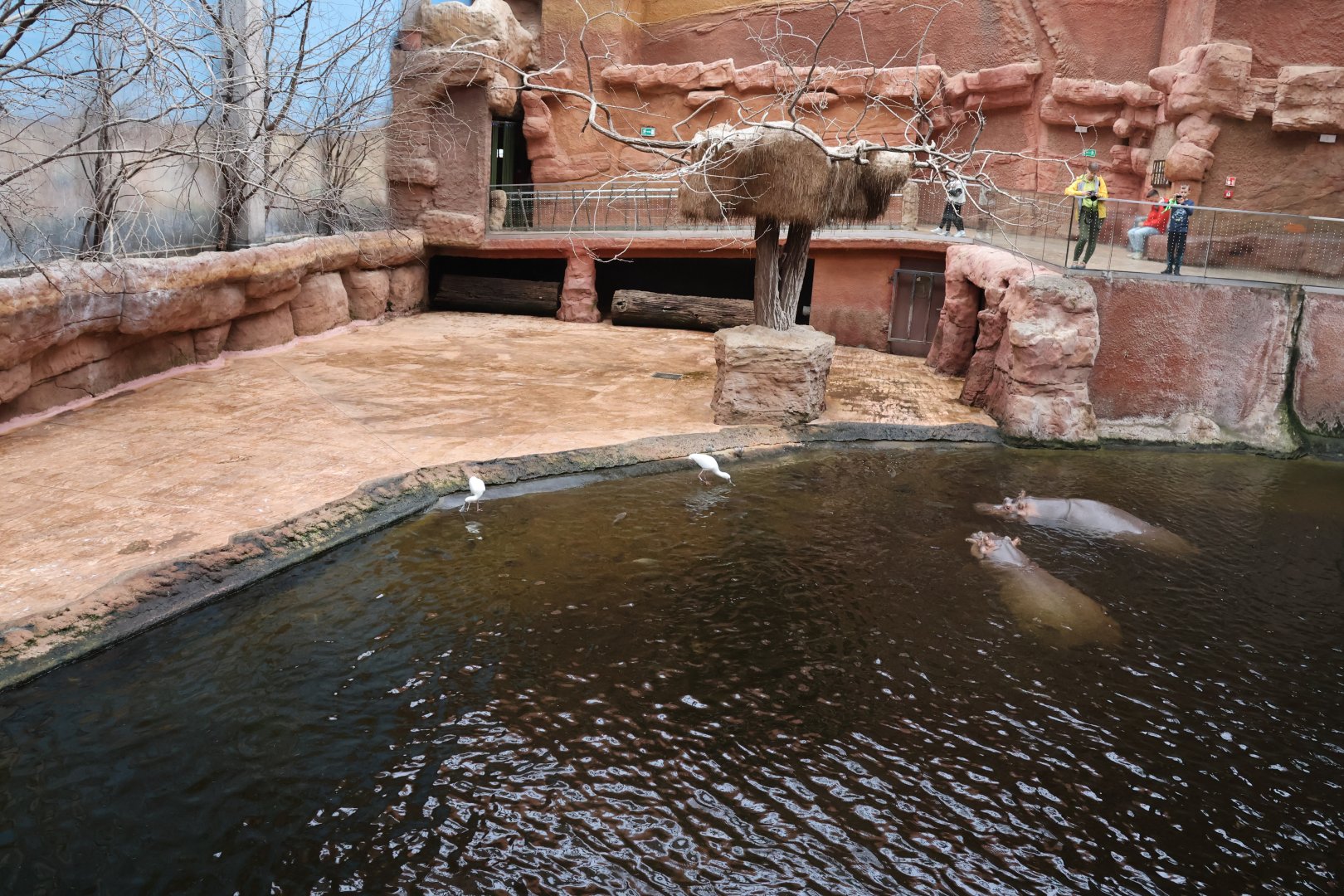 Afrykarium - Hippo exhibit