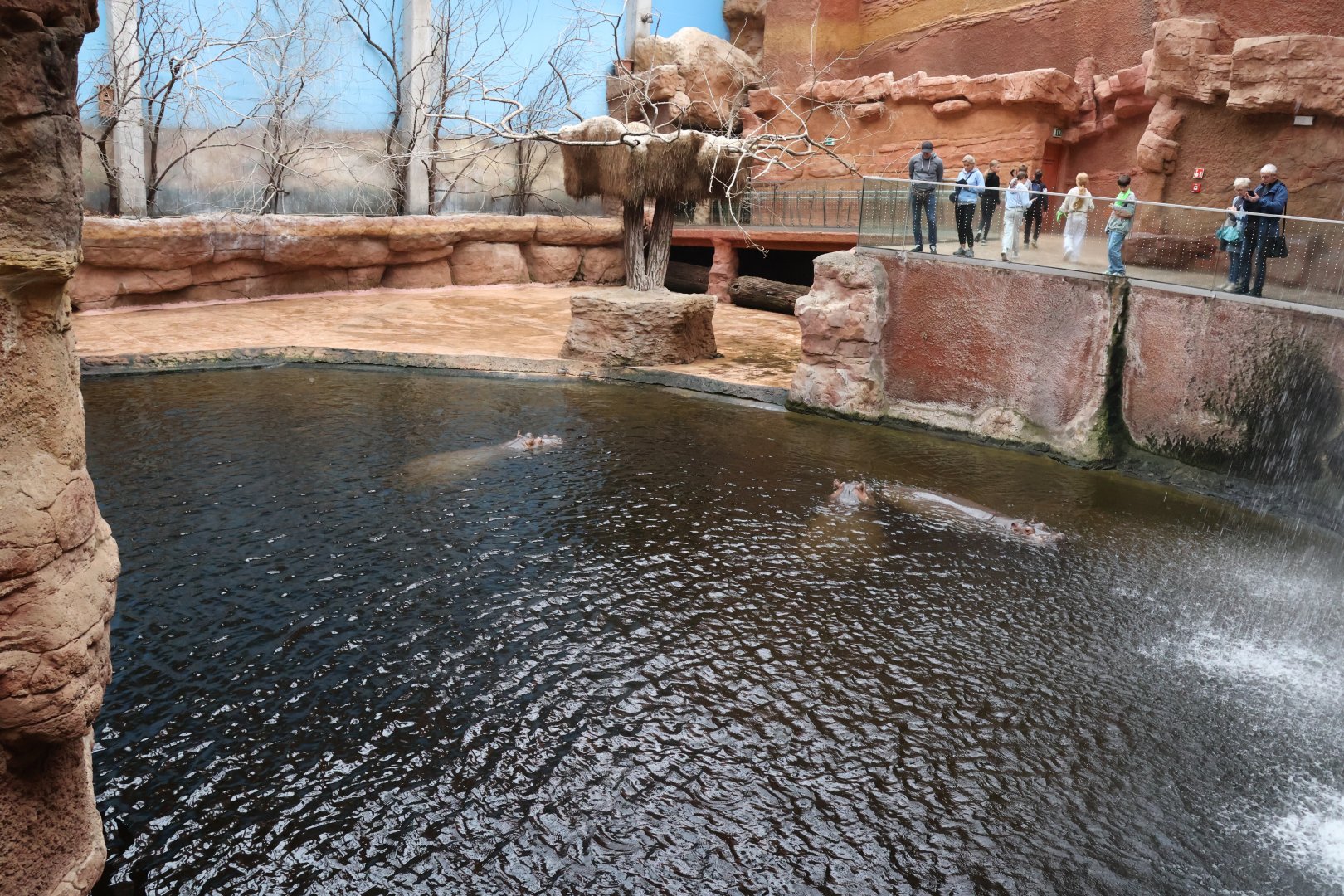 Afrykarium - Hippo exhibit