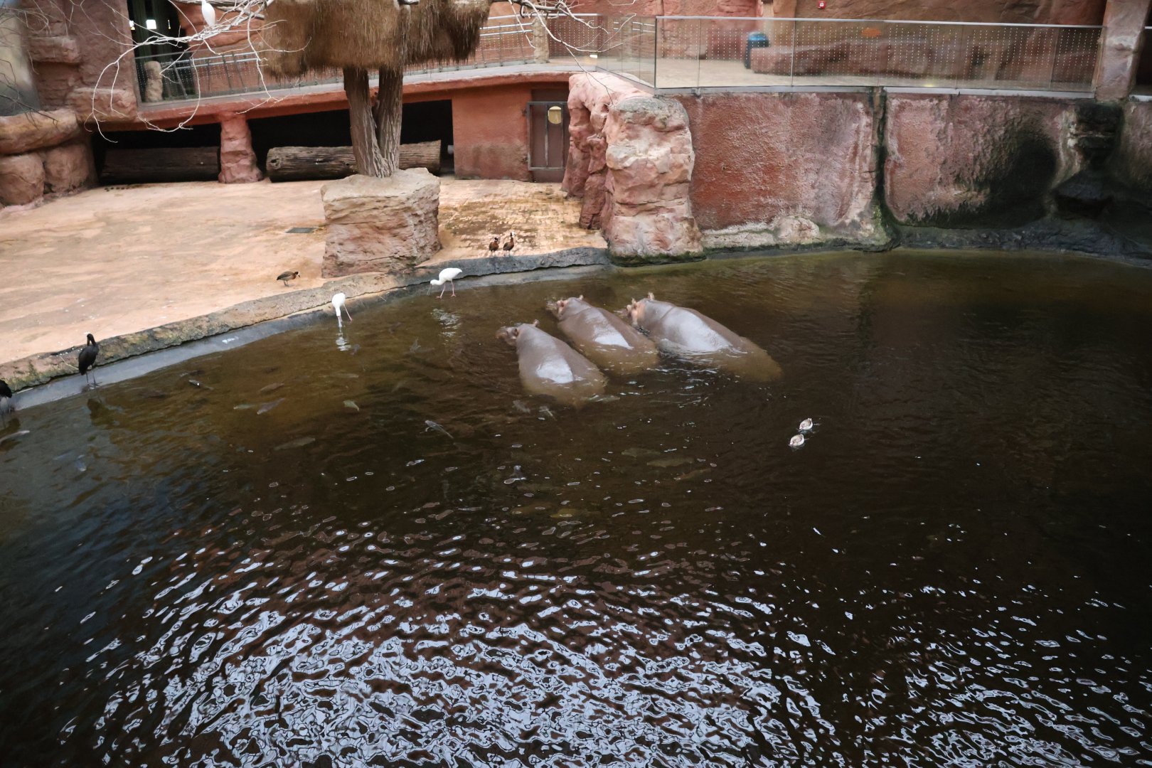 Afrykarium - Hippo exhibit