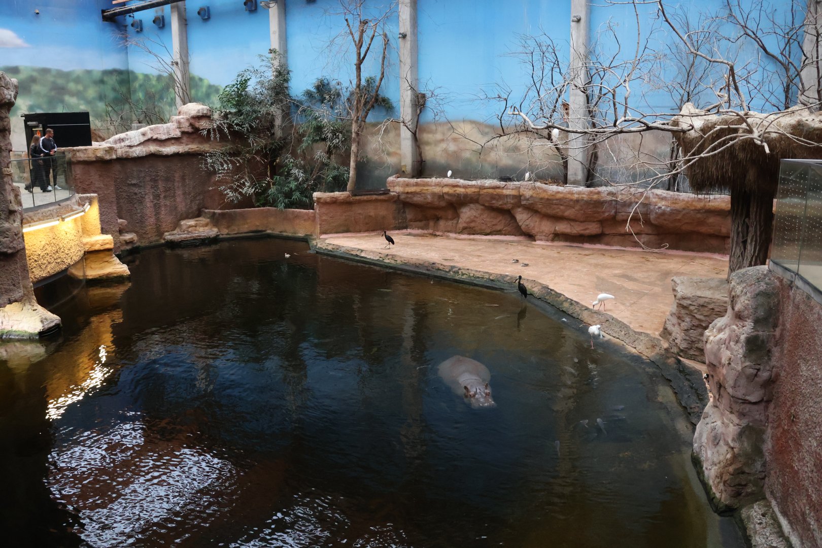 Afrykarium - Hippo exhibit