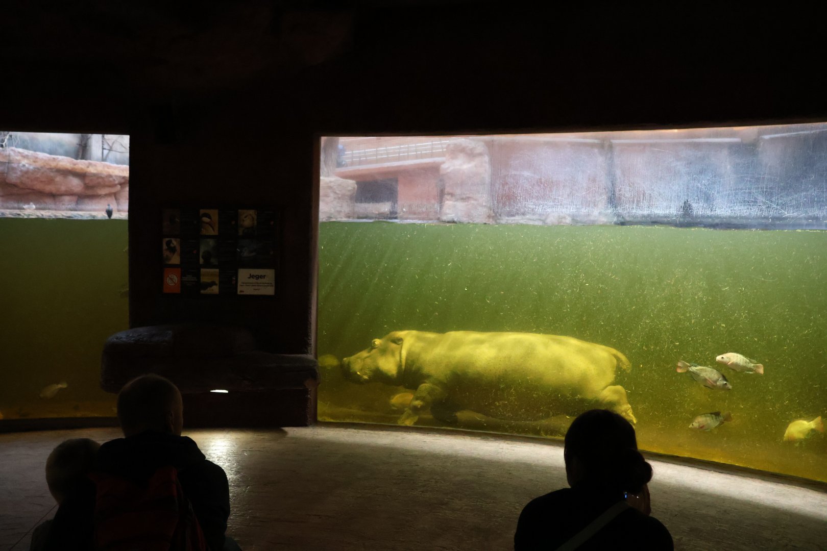 Afrykarium - Hippo underwater viewing