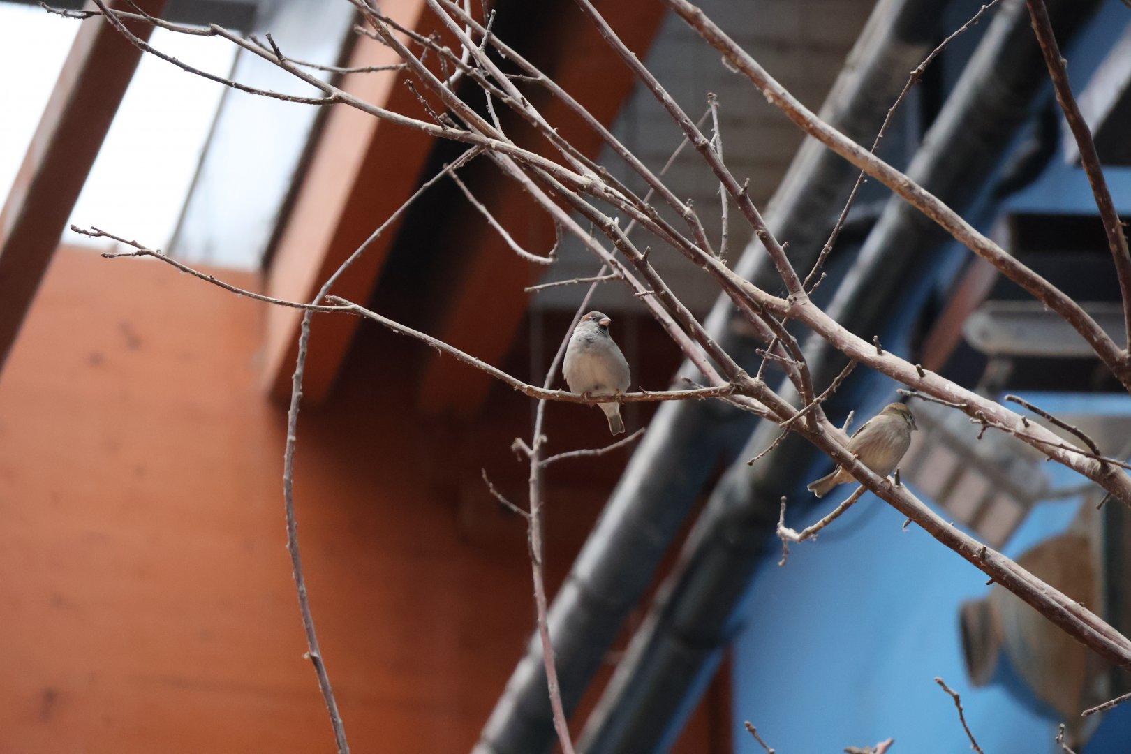 Afrykarium - House sparrow (Passer domesticus)