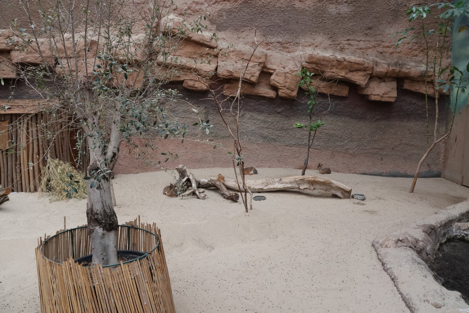 Afrykarium - Kirk dikdik (Madoqua kirkii)