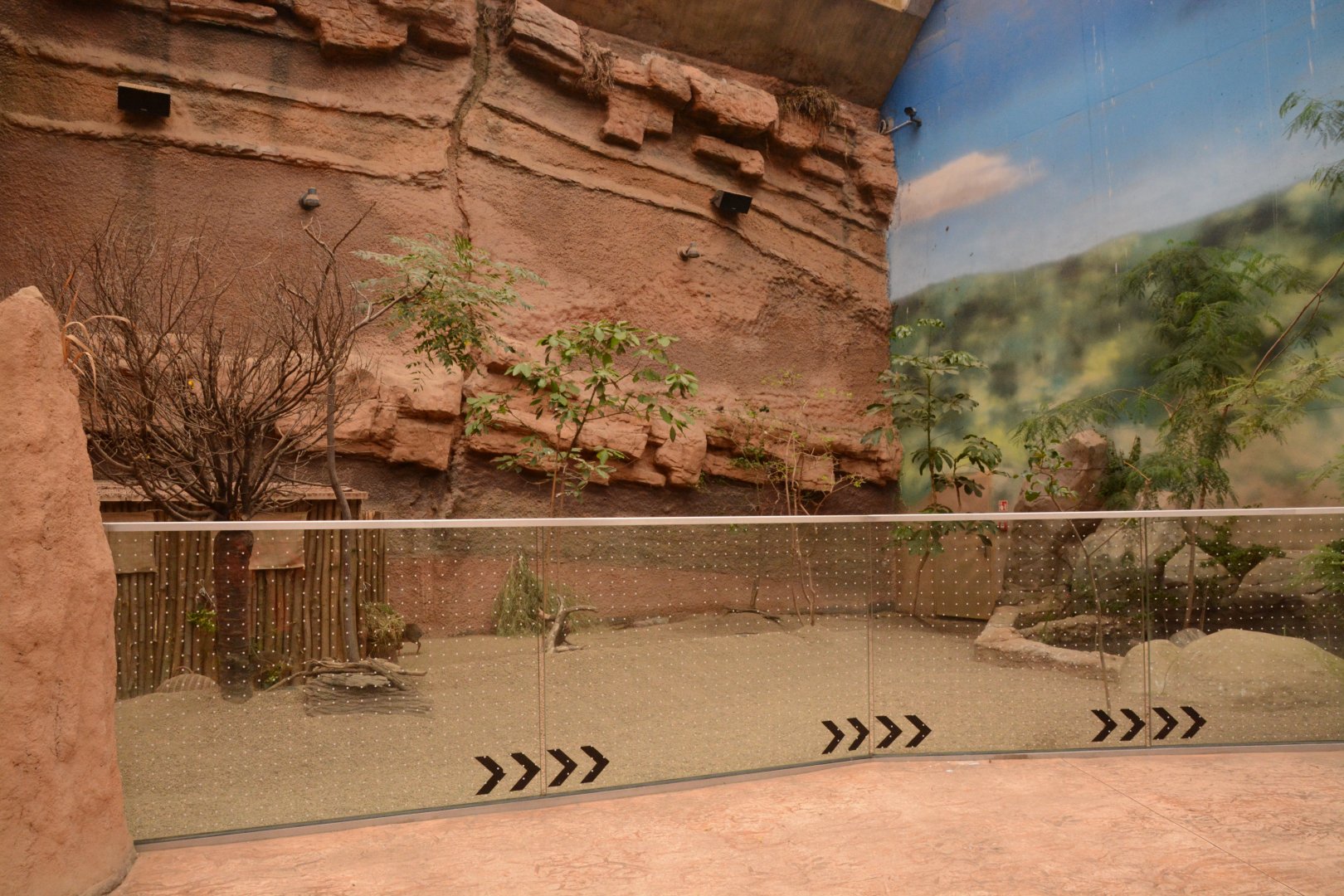 Afrykarium - Kirk's Dikdik enclosure