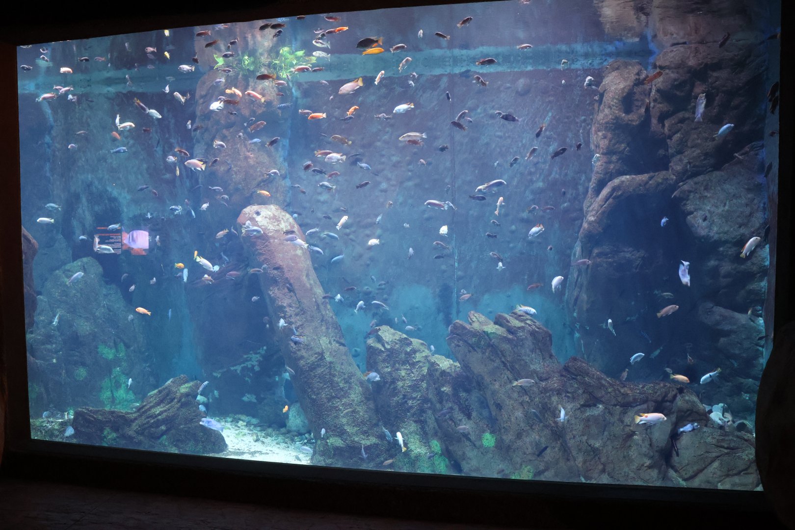 Afrykarium - Lake Tangayika aquarium