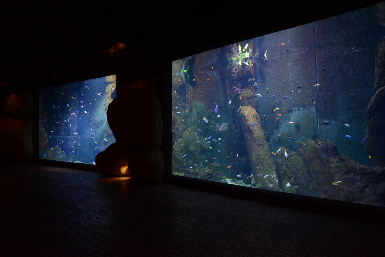 Afrykarium - Malawi tank