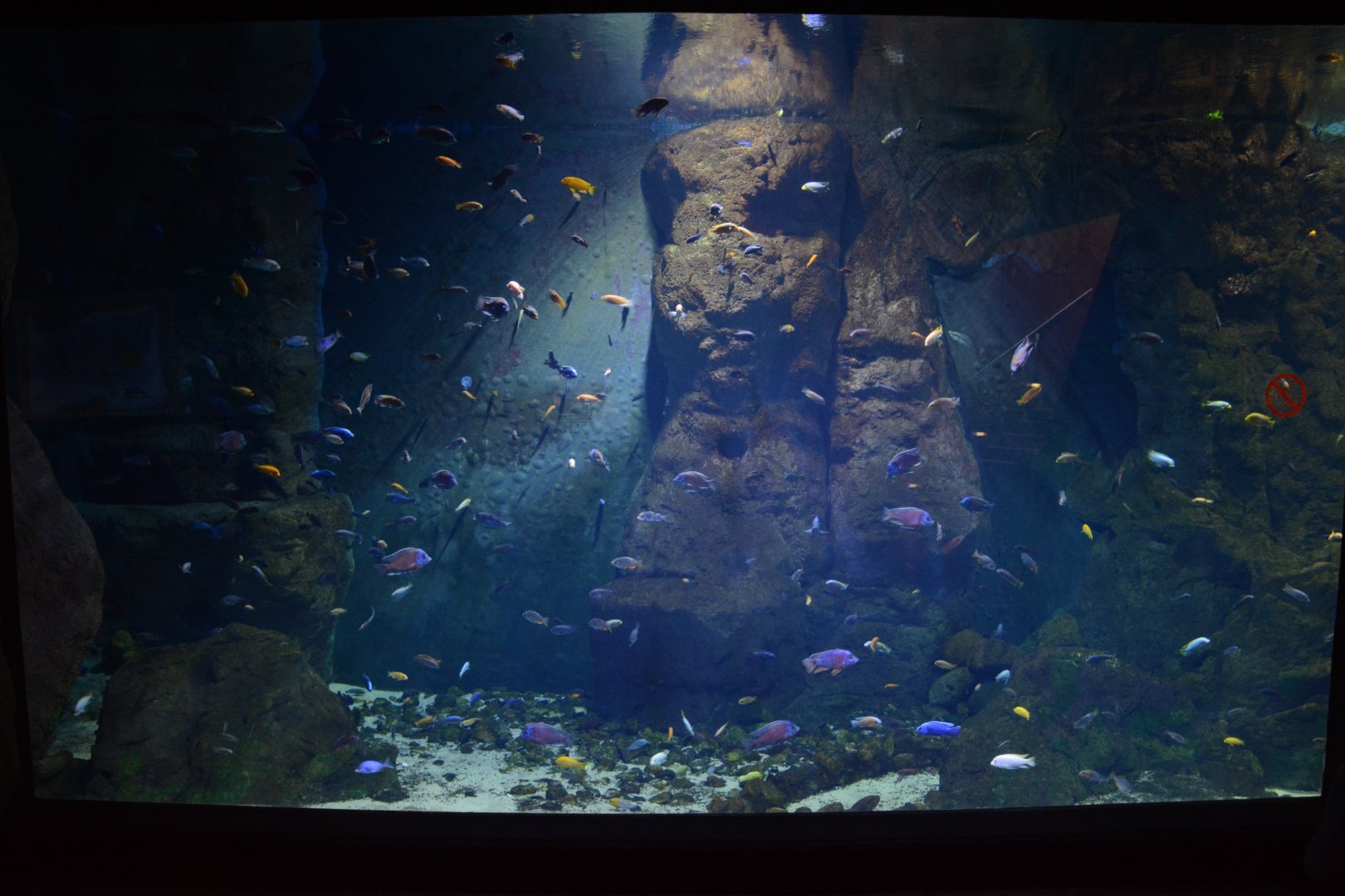 Afrykarium - Malawi tank