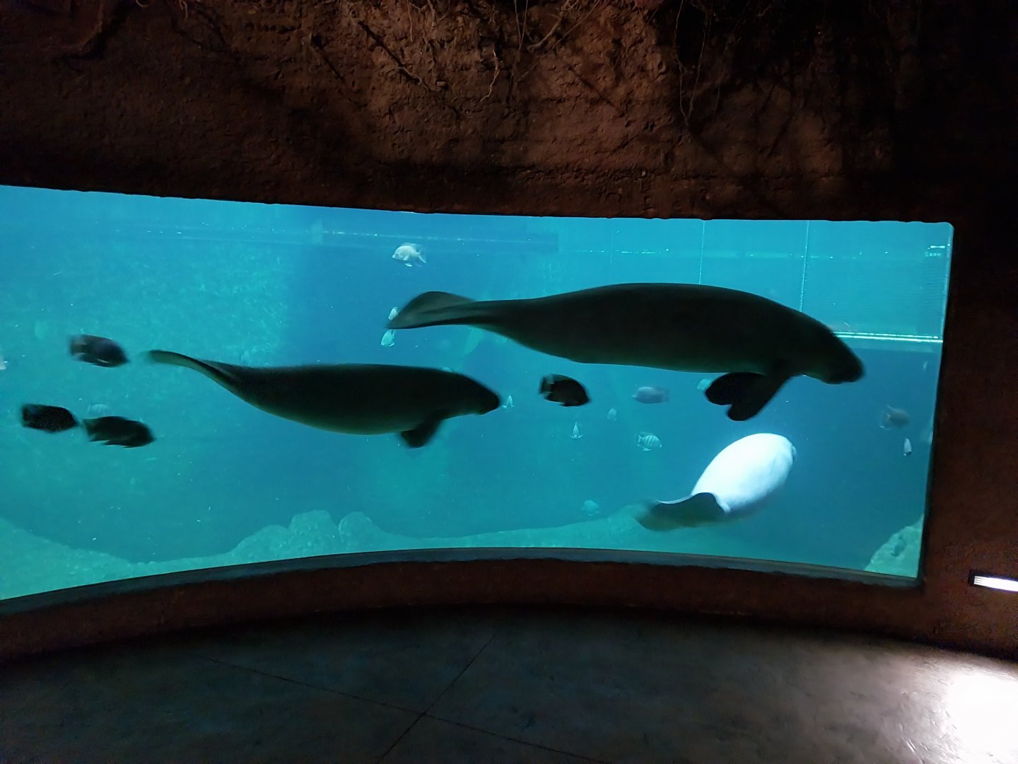 Afrykarium - Manatee exhibit