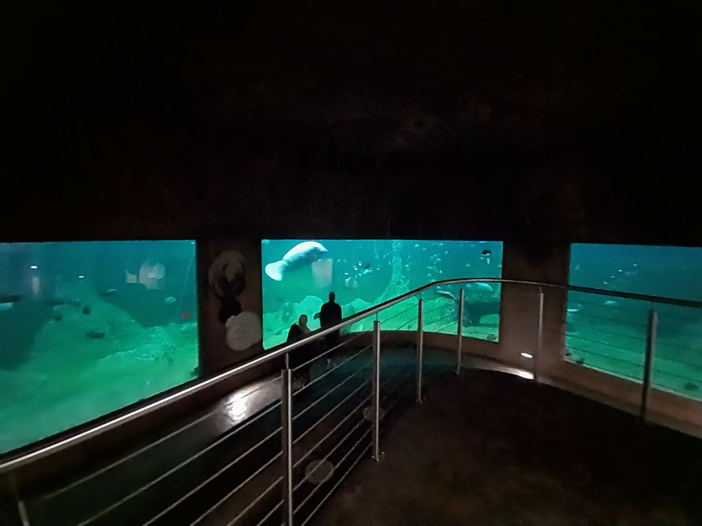 Afrykarium - Manatee exhibit