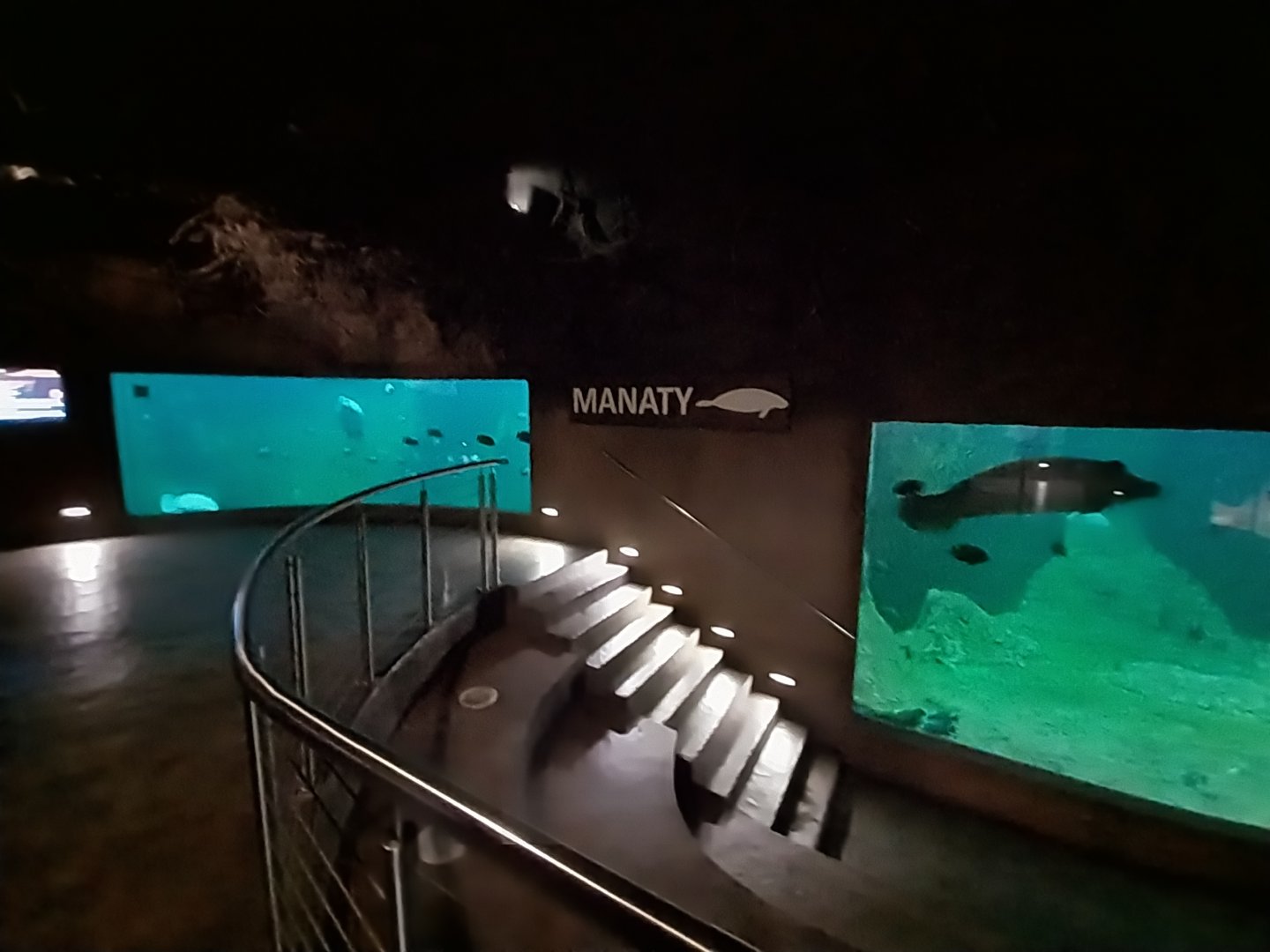 Afrykarium - Manatee exhibit