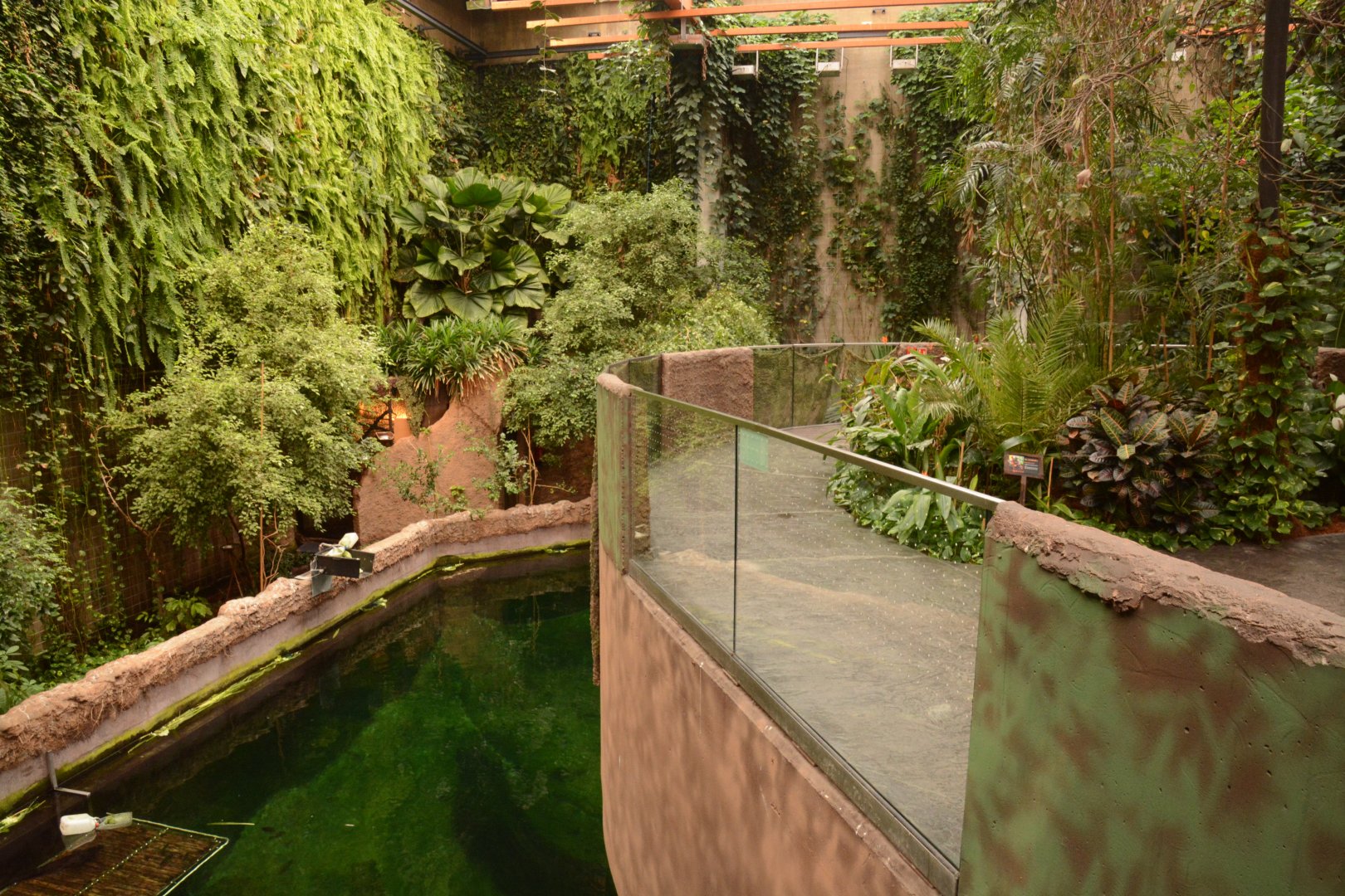 Afrykarium - Manatee tank from above