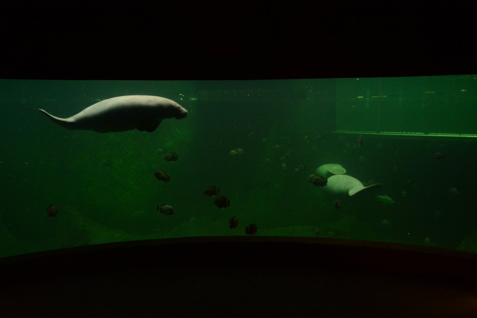 Afrykarium - Manatee tank