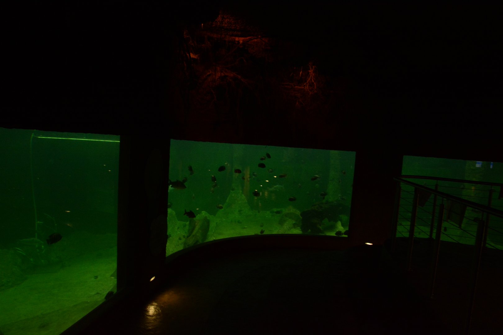 Afrykarium - Manatee tank