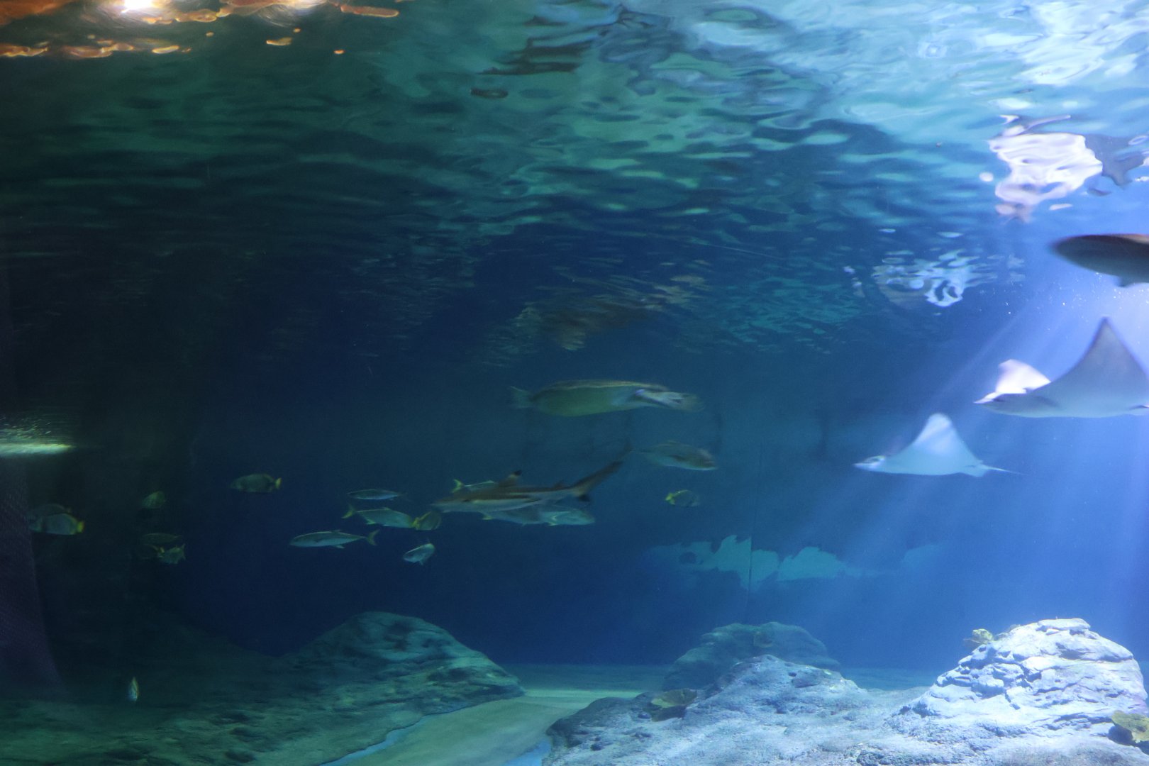 Afrykarium - Mozambique Channel exhibit - Green seaturtle (Chelonia midas)