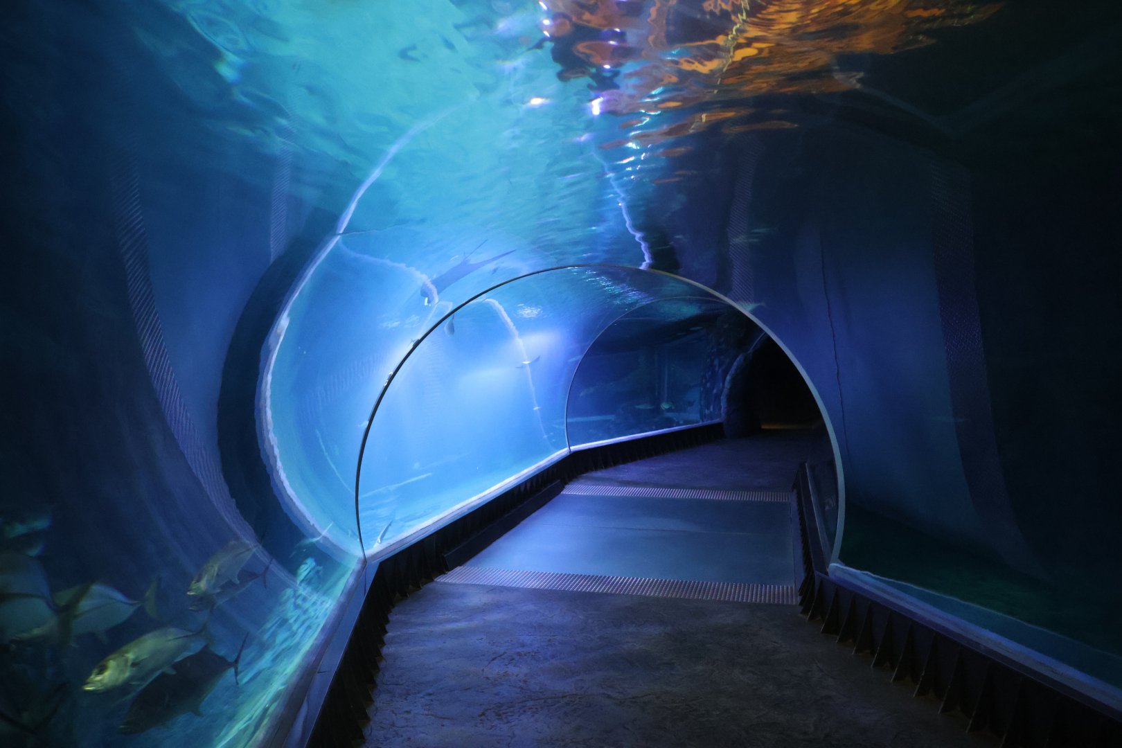 Afrykarium - Mozambique Channel exhibit