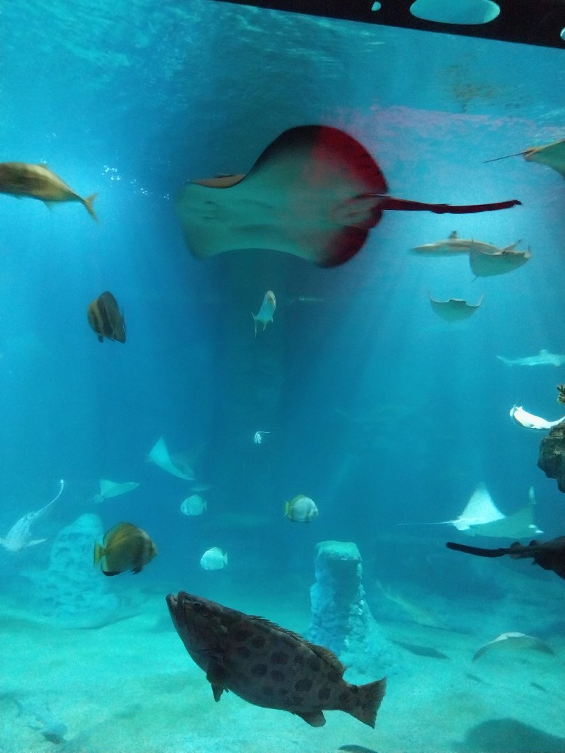 Afrykarium - Mozambique Channel exhibit