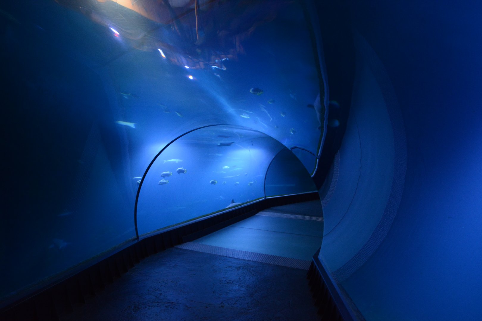 Afrykarium - Mozambique Channel tank