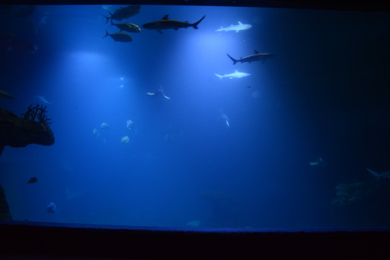 Afrykarium - Mozambique Channel tank