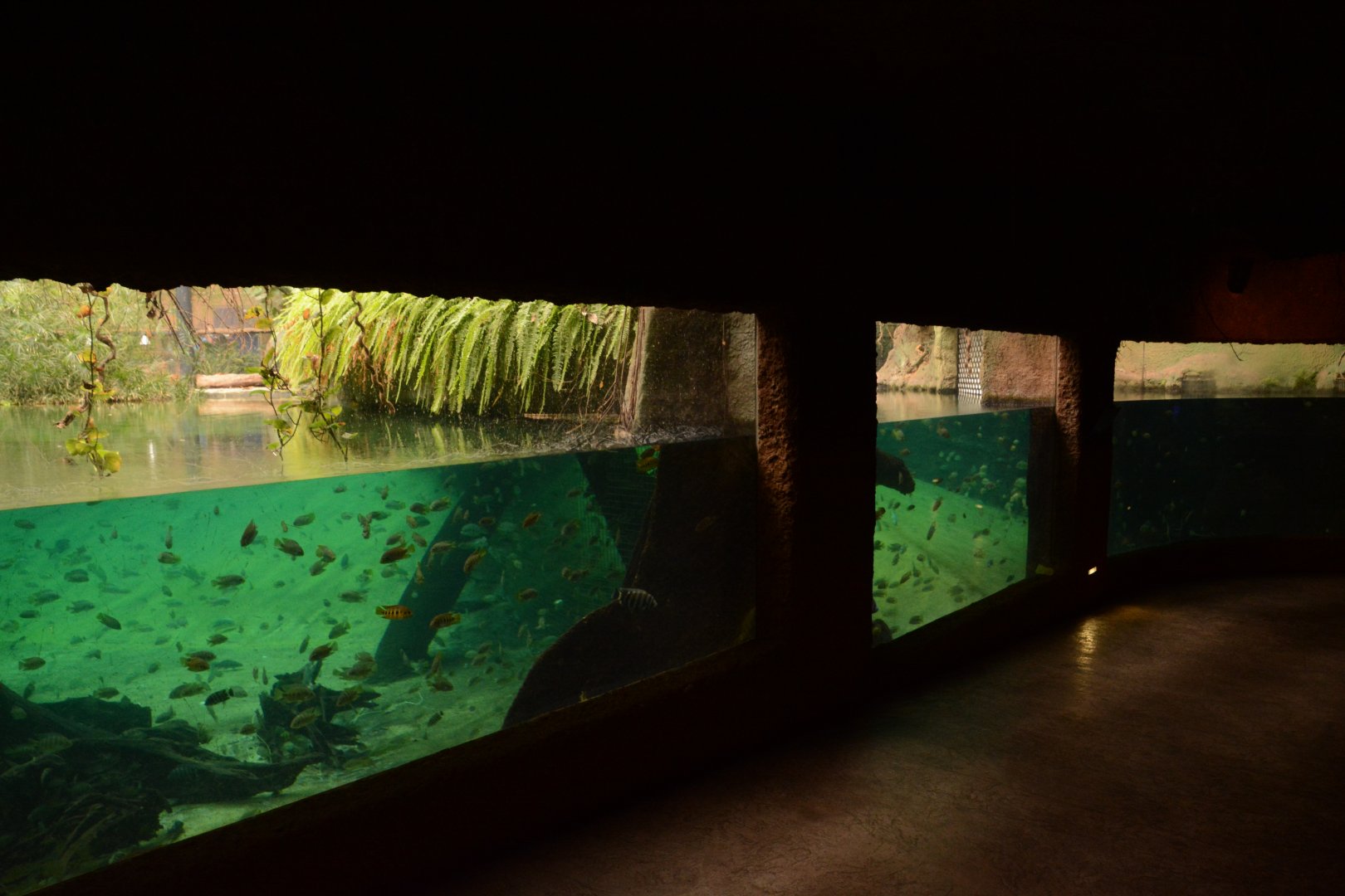 Afrykarium - Nile Crocodile enclosure