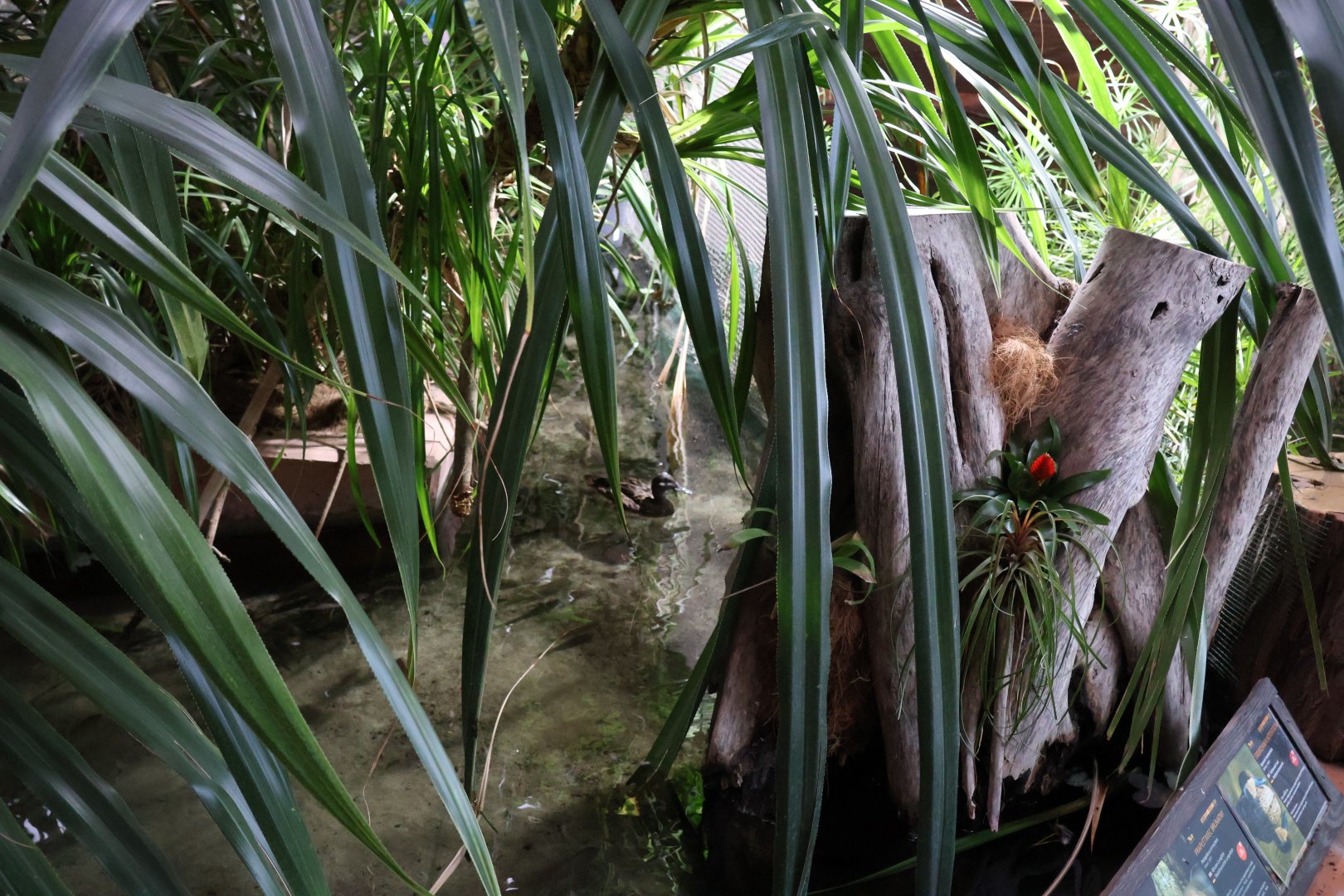 Afrykarium - Okavango swamp exhibit - African pochard?