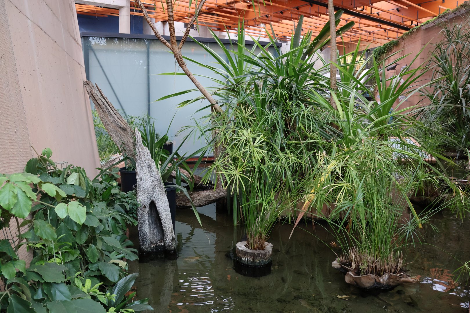 Afrykarium - Okavango swamp exhibit