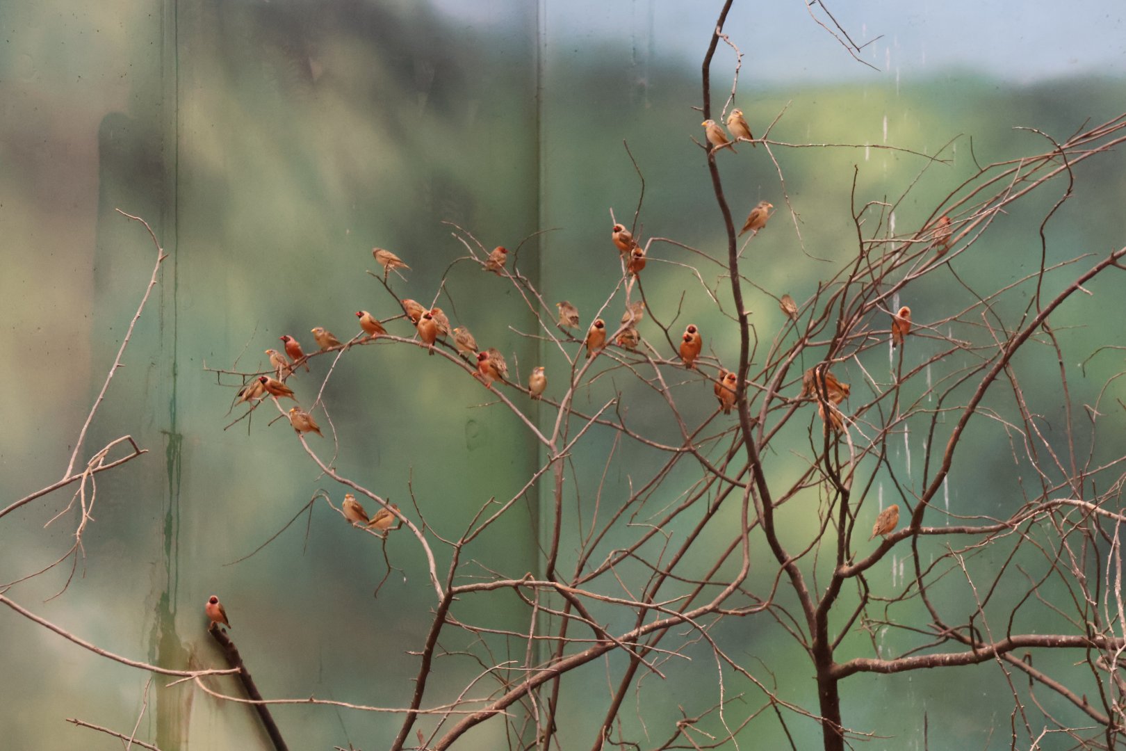 Afrykarium - Red-billed quelea (Quelea quelea)