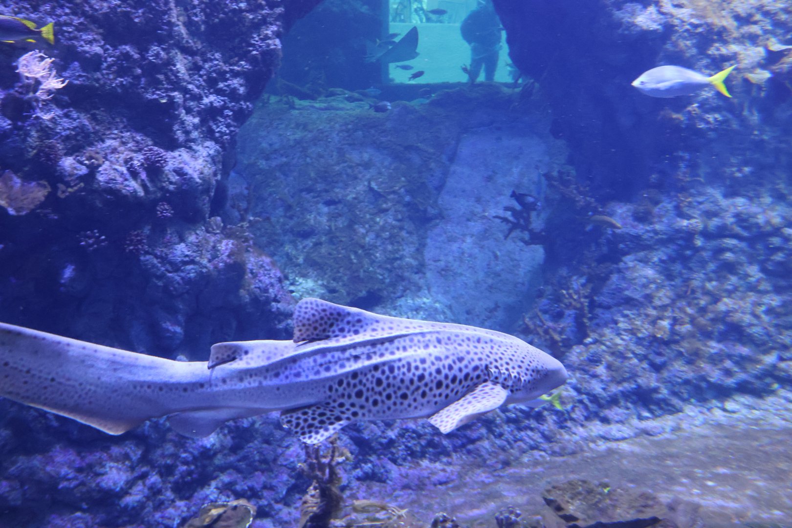 Afrykarium - Red Sea aquarium - Zebra shark (Stegostoma tigrinum)