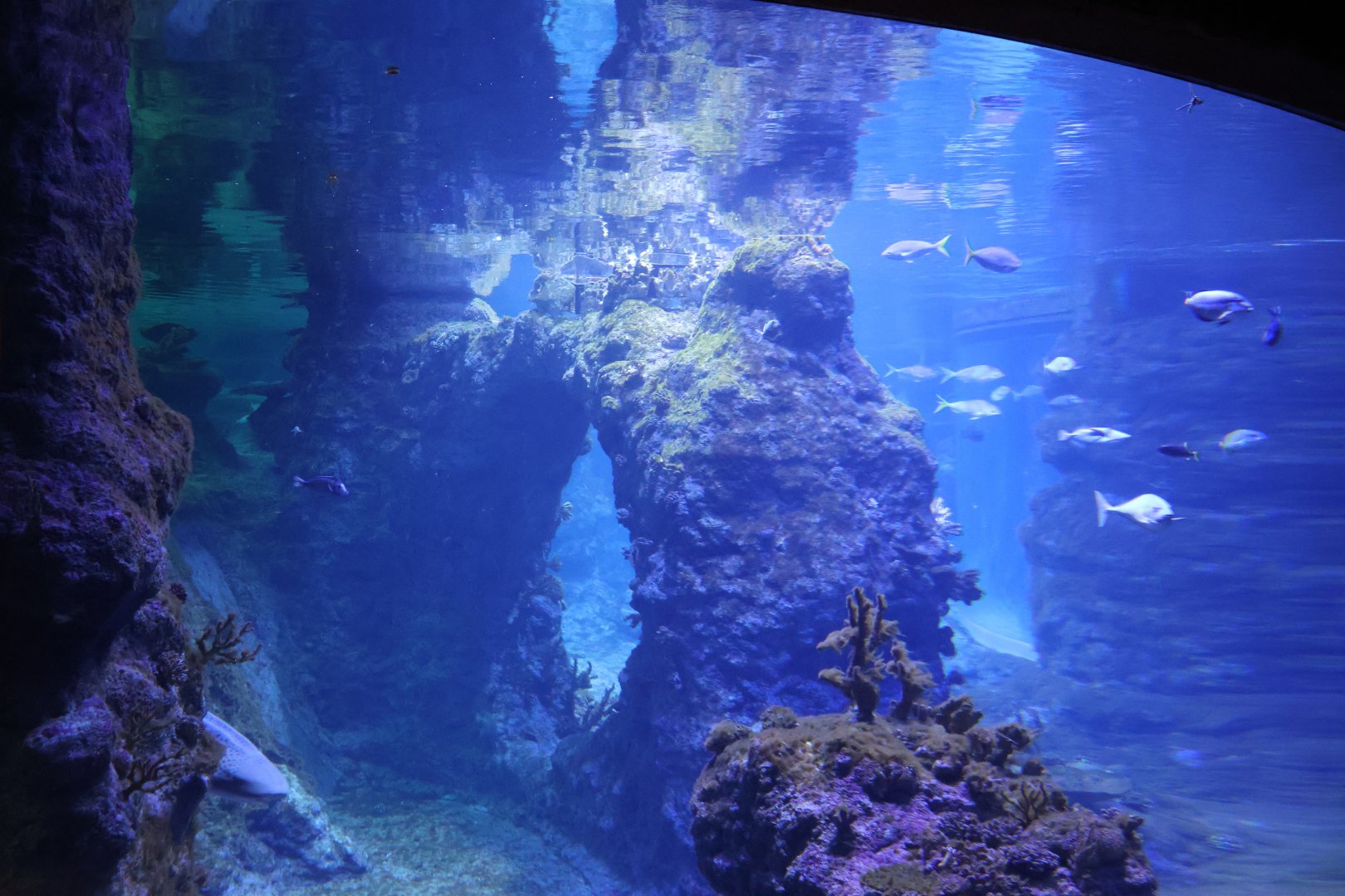 Afrykarium - Red Sea aquarium