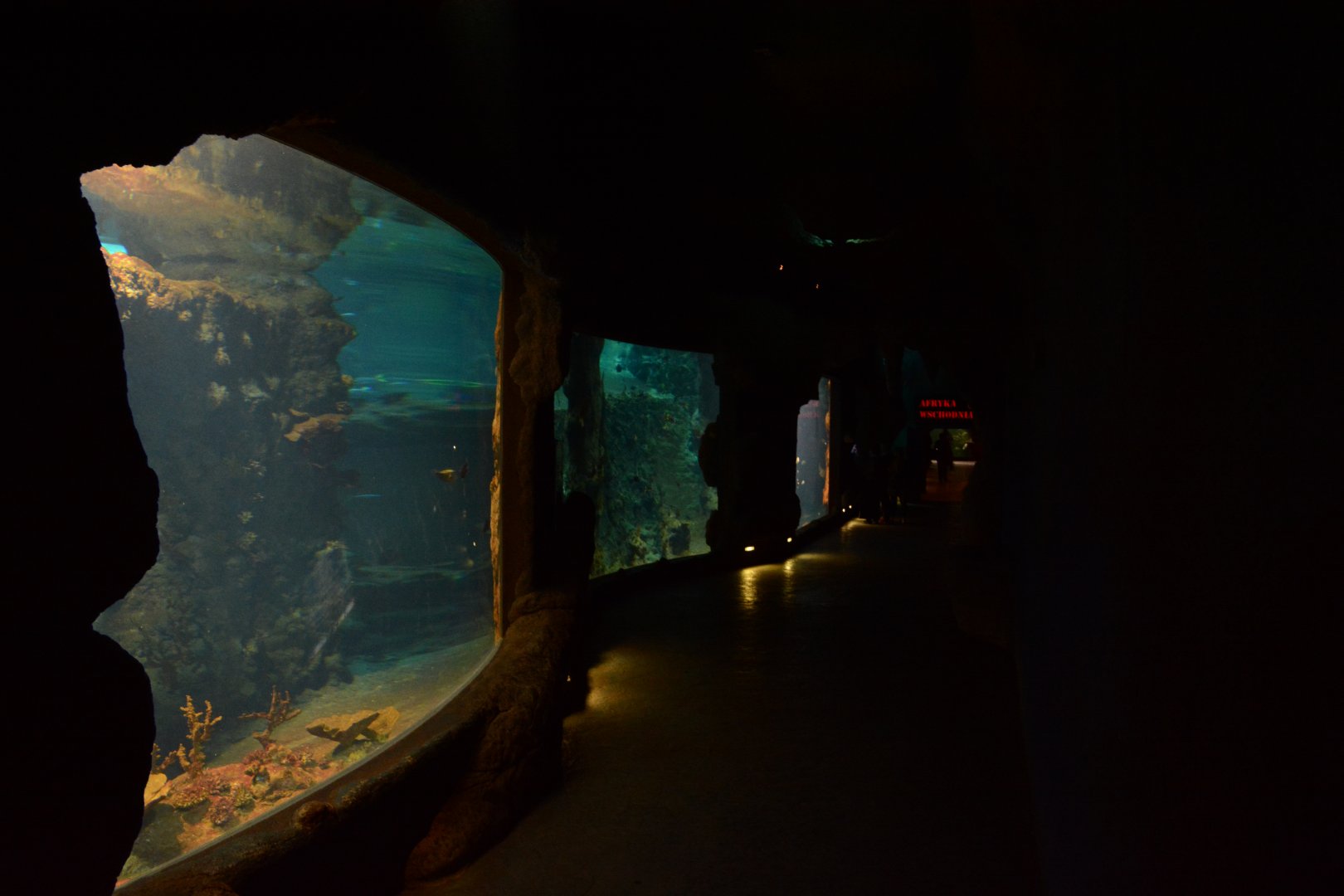 Afrykarium - Red sea tank