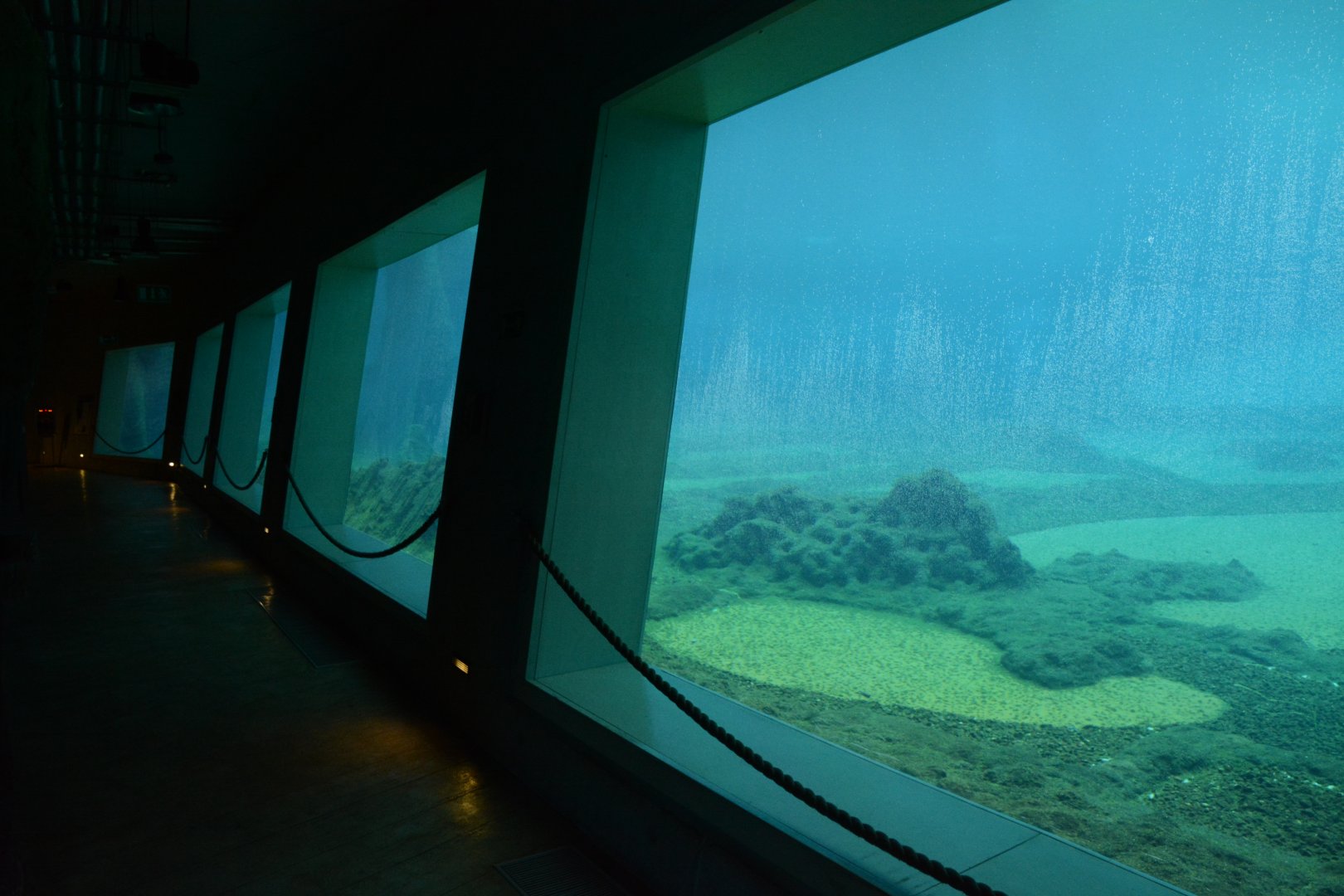 Afrykarium - S-African Fur Seal underwater view