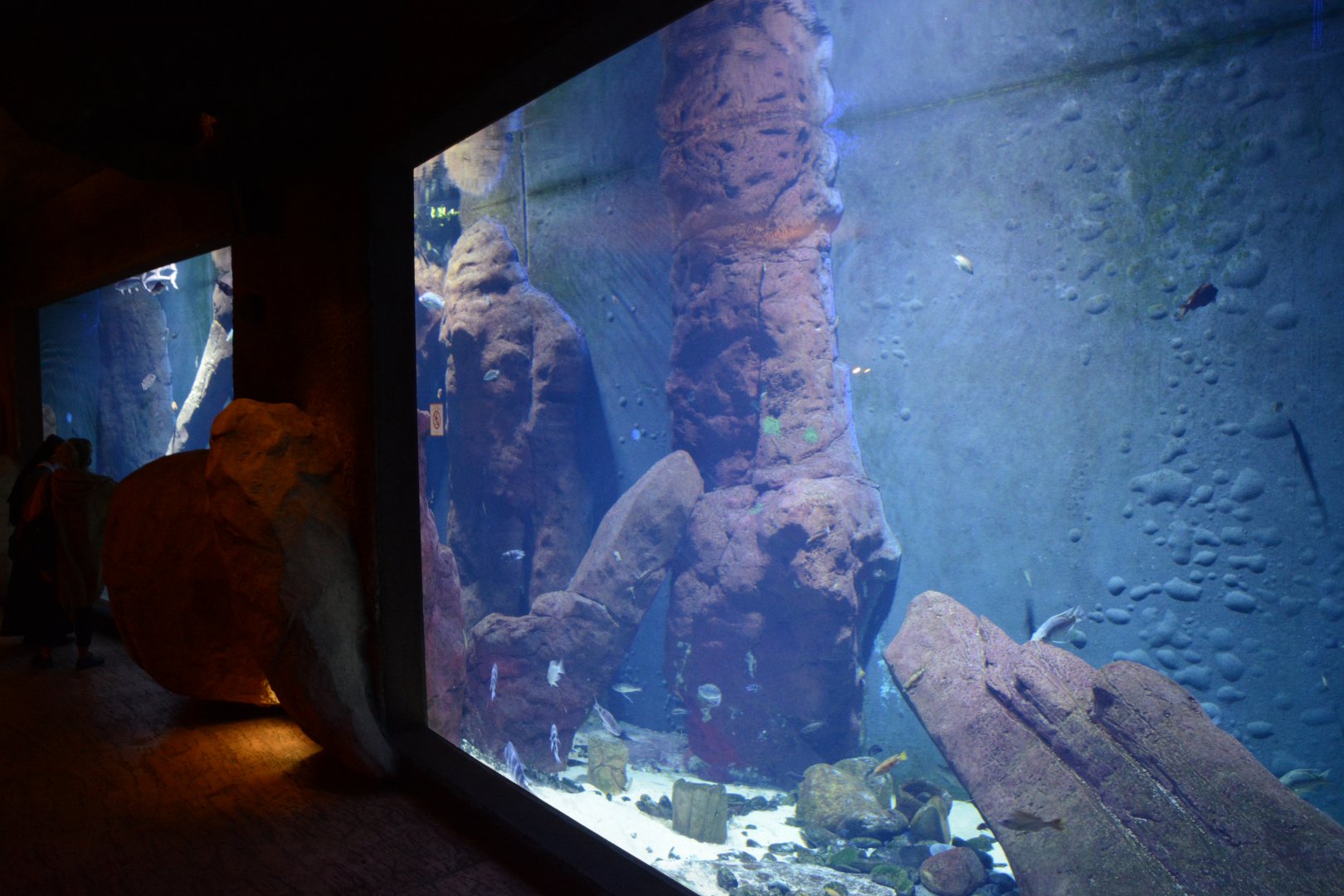 Afrykarium - Tanganyika tank