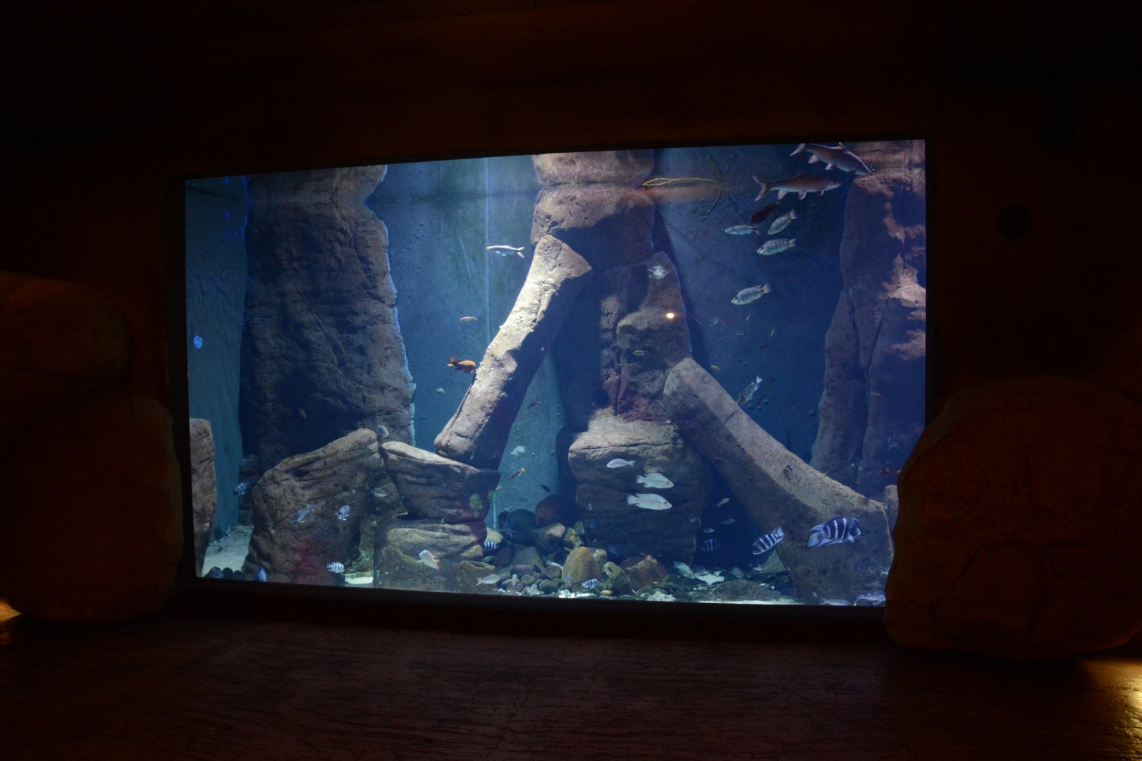 Afrykarium - Tanganyika tank