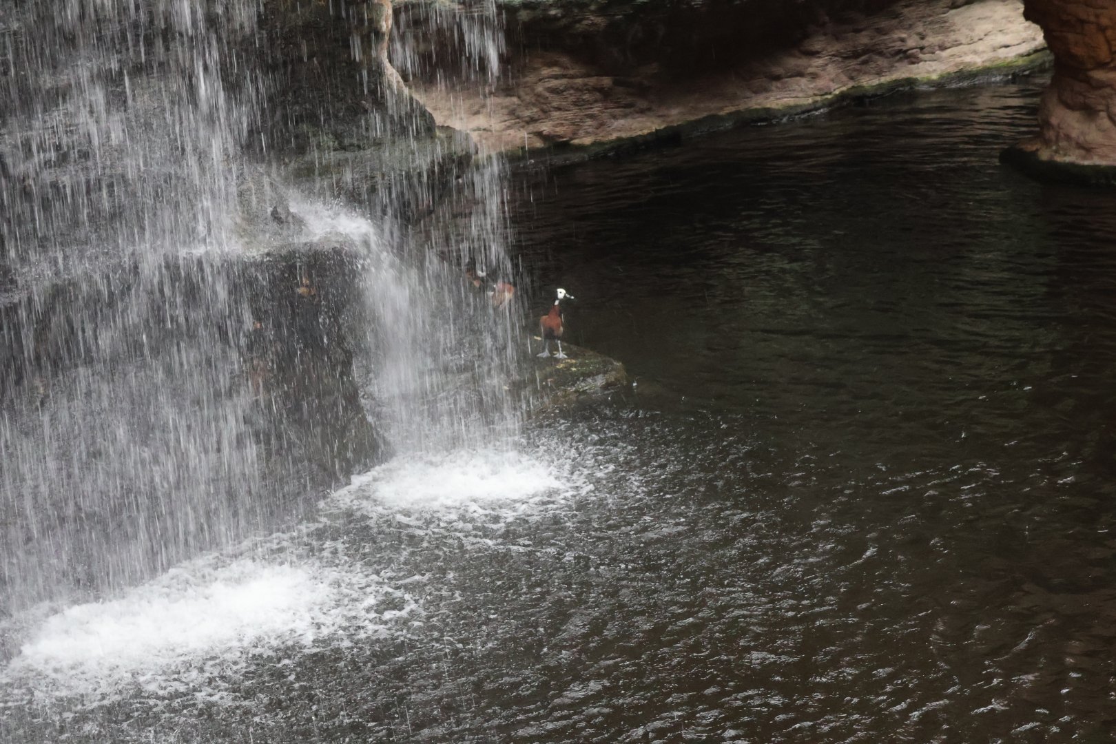 Afrykarium - White-faced whistling duck (Dendrocygna viduata)