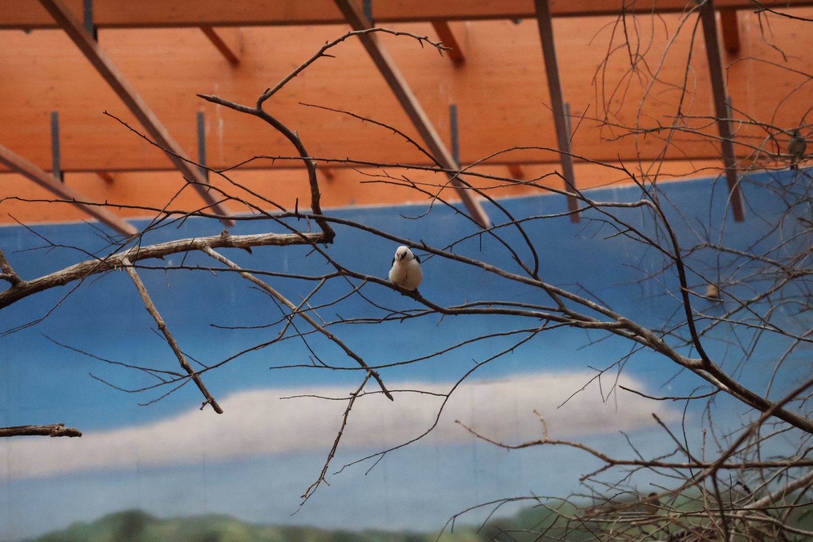Afrykarium - White-headed buffalo weaver (Dinemalllia dinemelli)