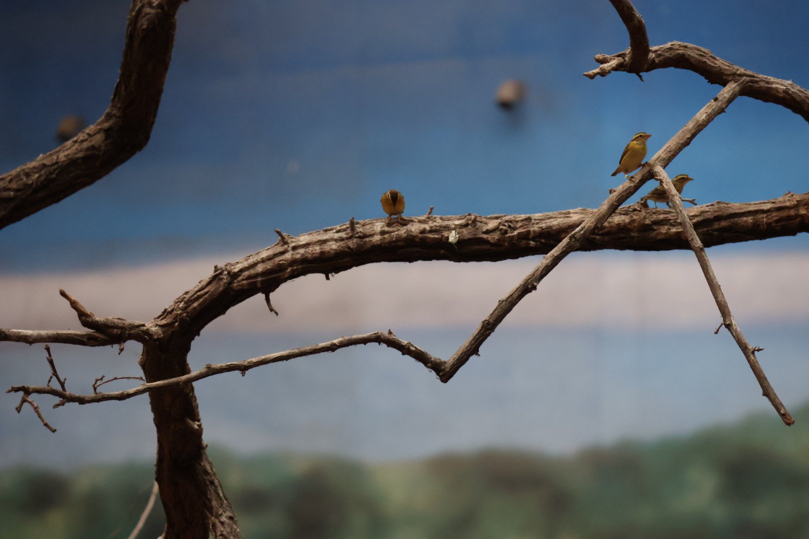 Afrykarium - Yellow-crowned bishop