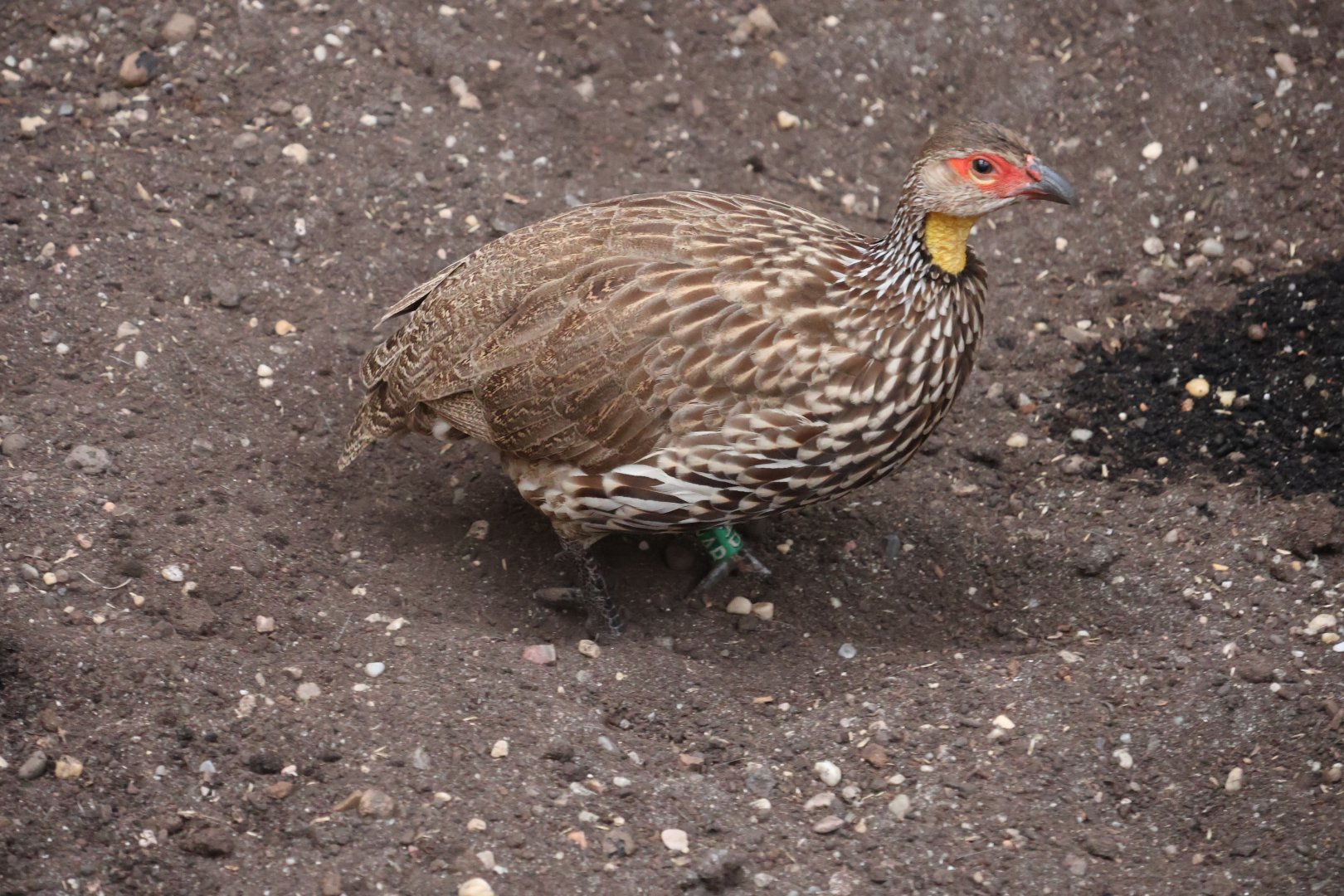 Afrykarium - Yellow-necked francolin (Pternistis leucoscepus)