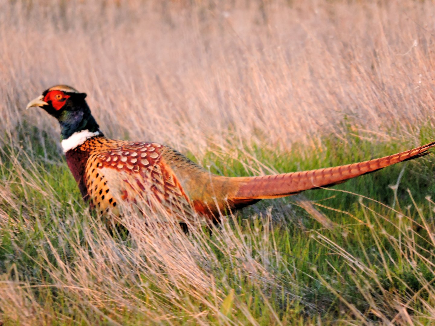 After 2 years of chasing....