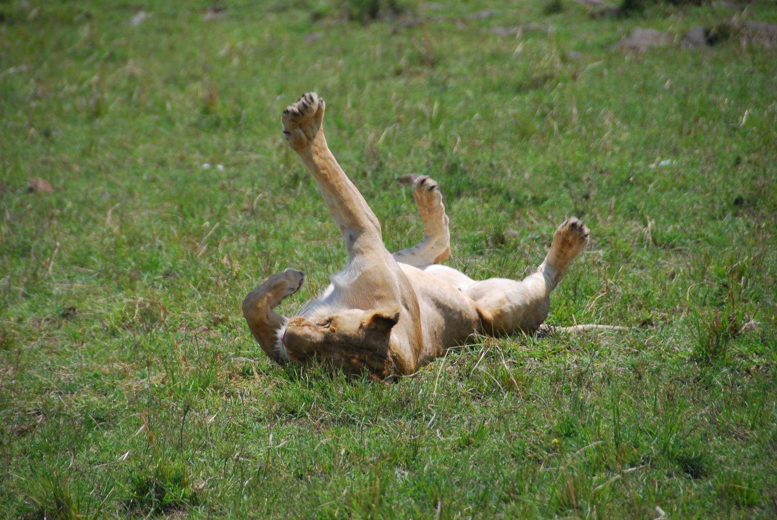 After Mating - Masai Mara NR